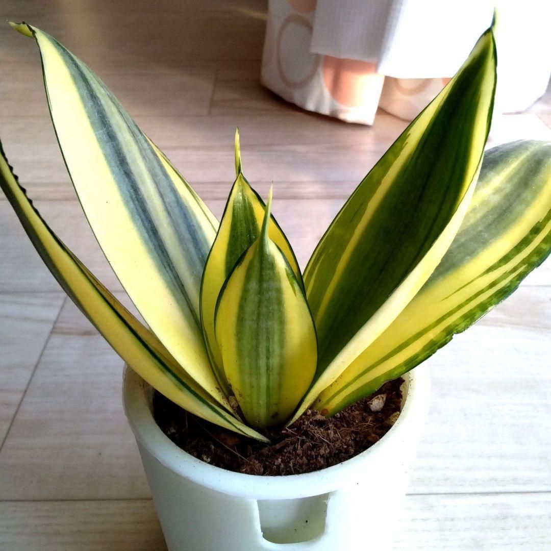 サンセベリア☆サンスベリア☆二重構造の白い鉢☆鉢を含めた高さ16cm