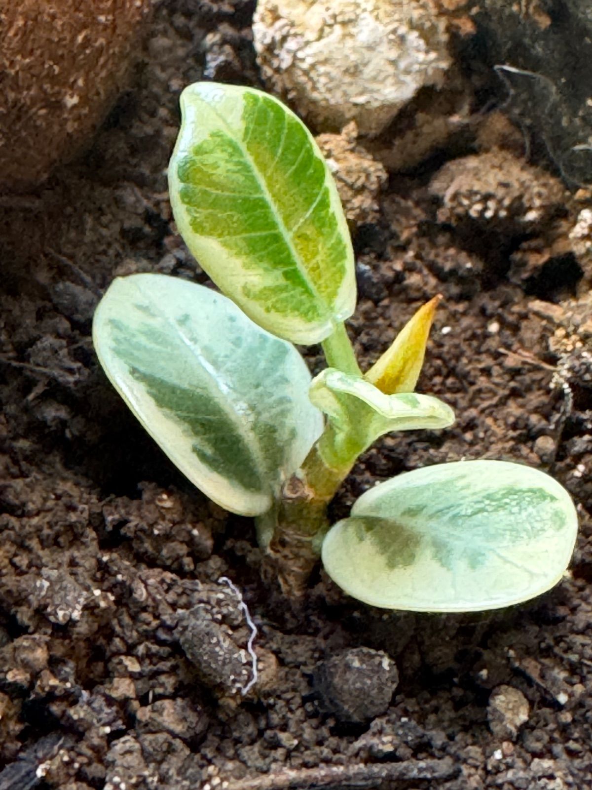 パンダガジュマル 斑入り 発根管理中 希少観葉植物 - メルカリ