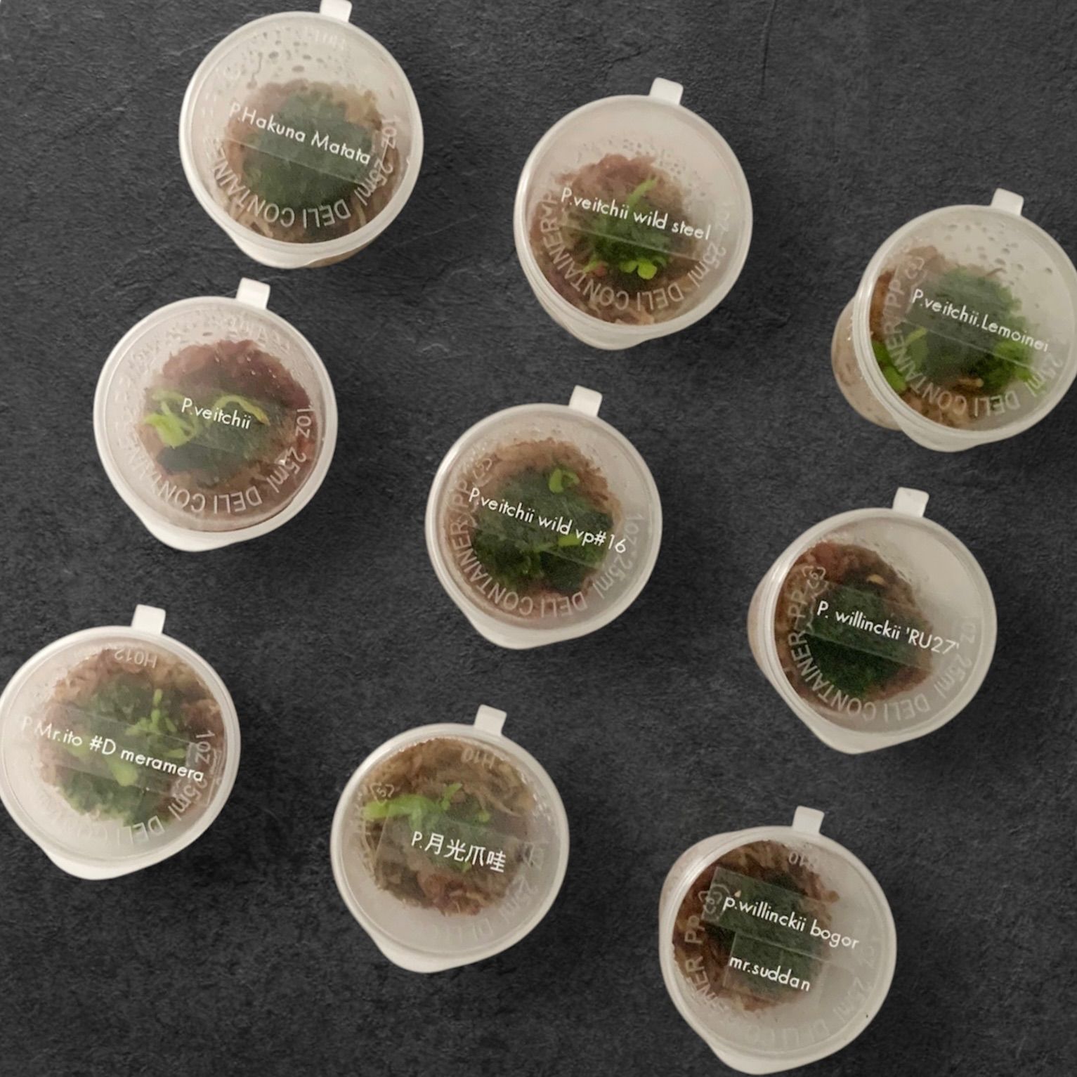 【冬もビカ活！！9種セット】 | ハクナマタタ等レア品種アリ！| 前葉体