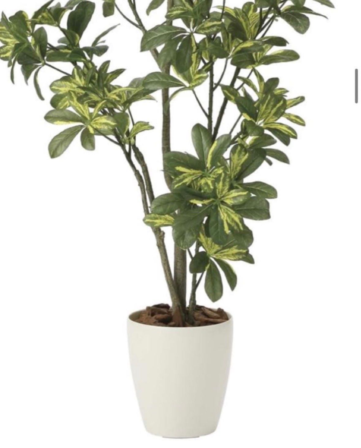 光触媒 人工観葉植物 ウォールグリーン フェイクグリーン シェフレラ