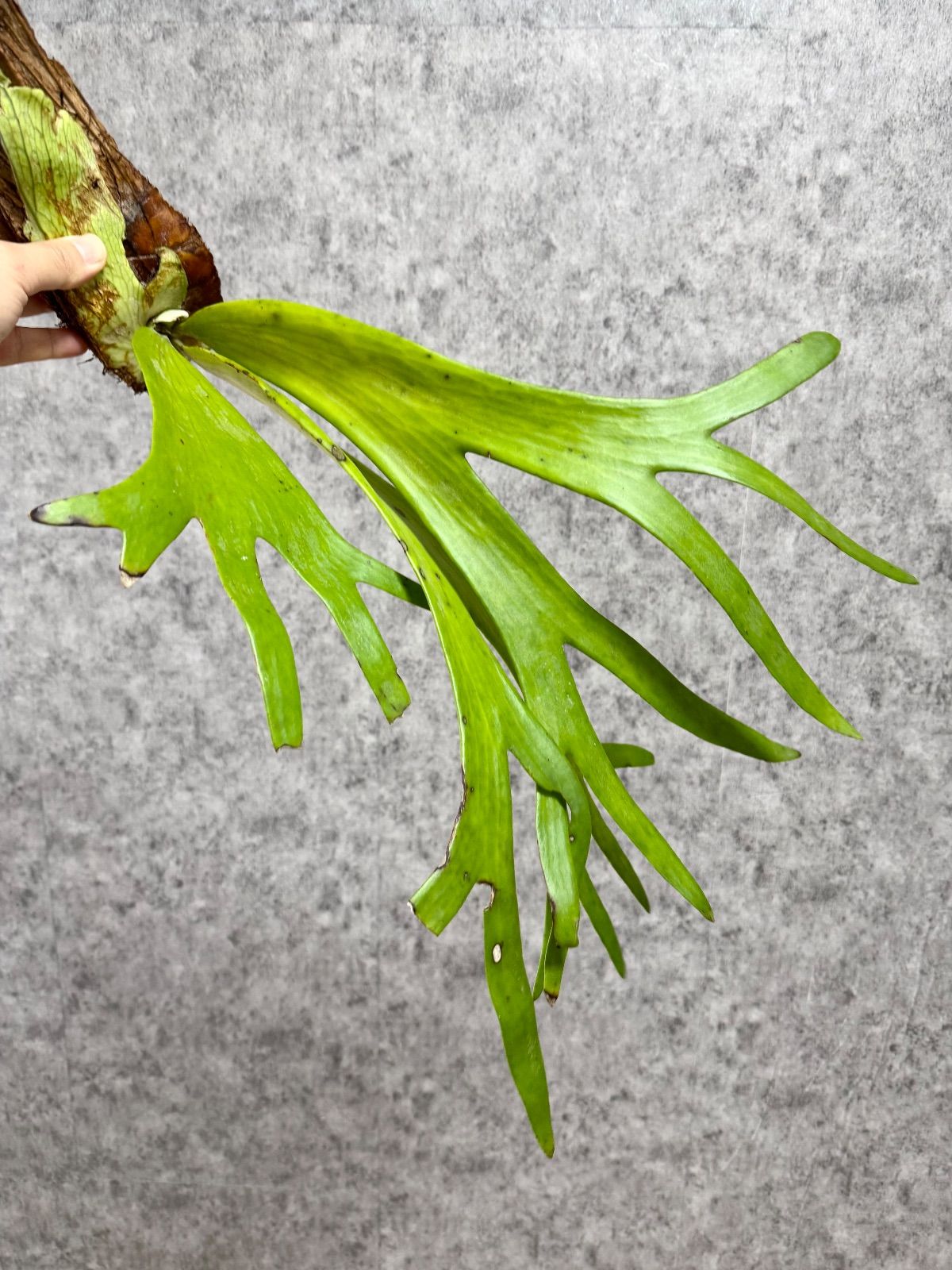 輸入直後!! ▽P.willinckii Wild East Java▽ A10 ウィリンキー