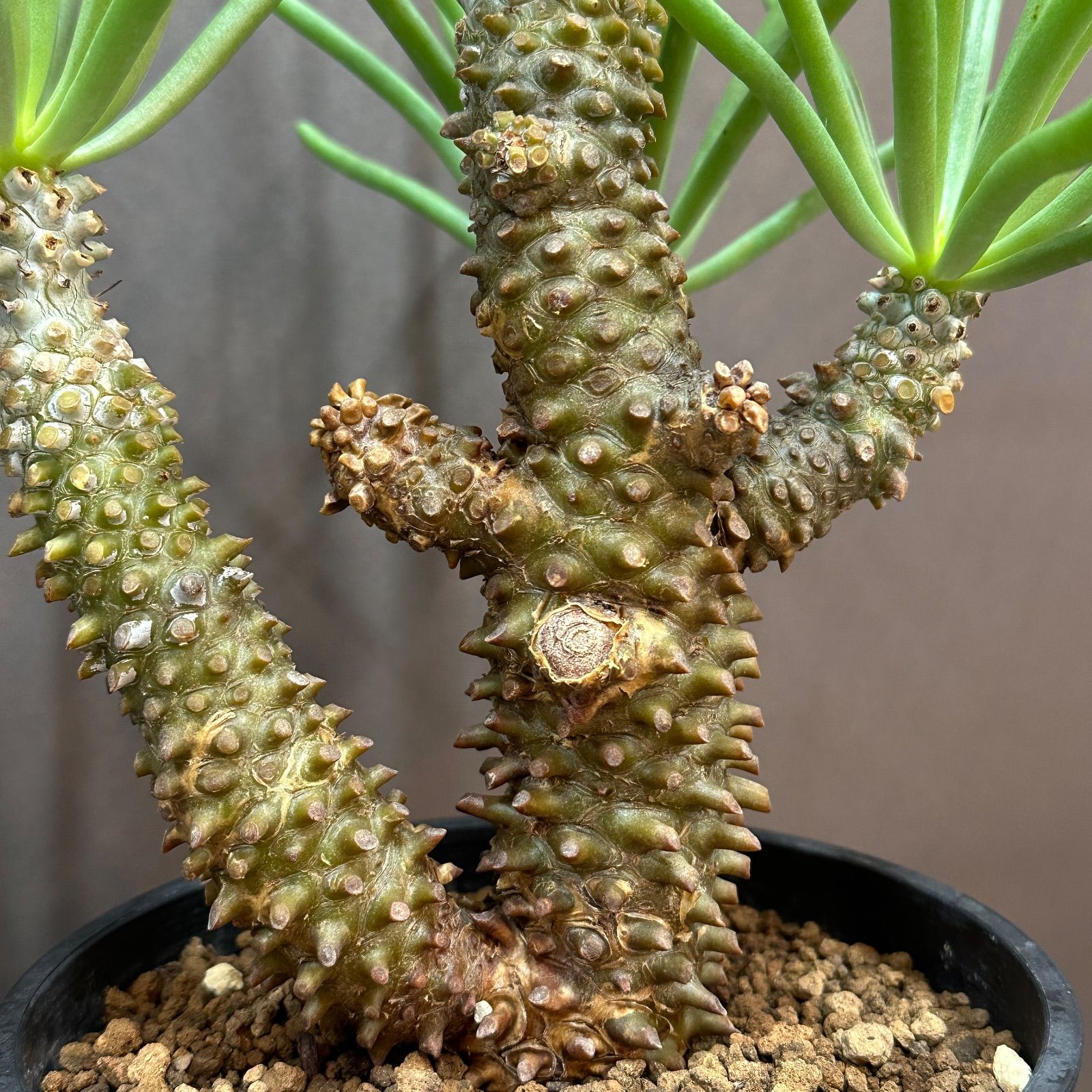 Tylecodon wallichii ワリチー 奇峰錦 現地球 塊根植物 no.1 - メルカリ