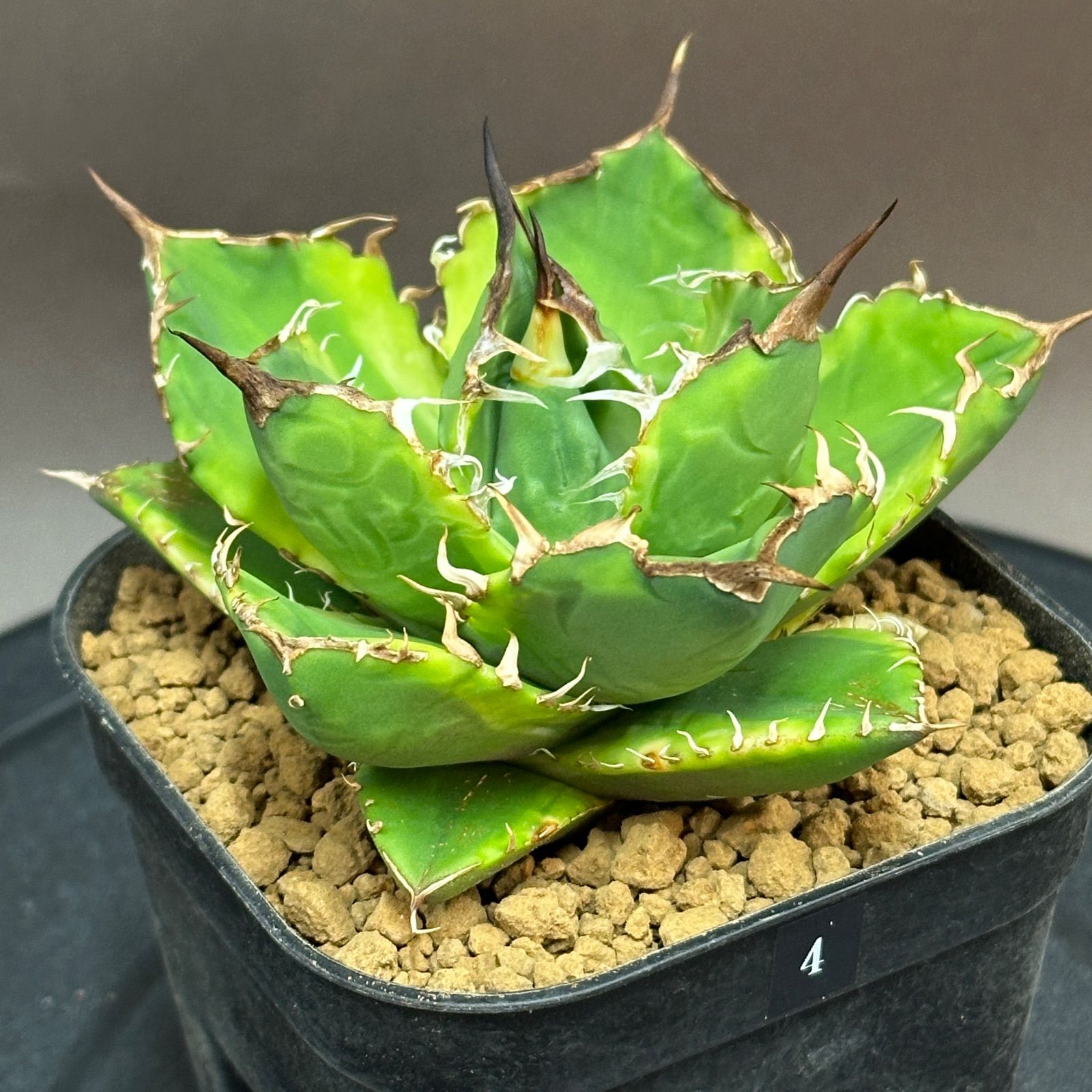 Agave titanota oteroi f. variegata チタノタ錦 no.4 - メルカリ