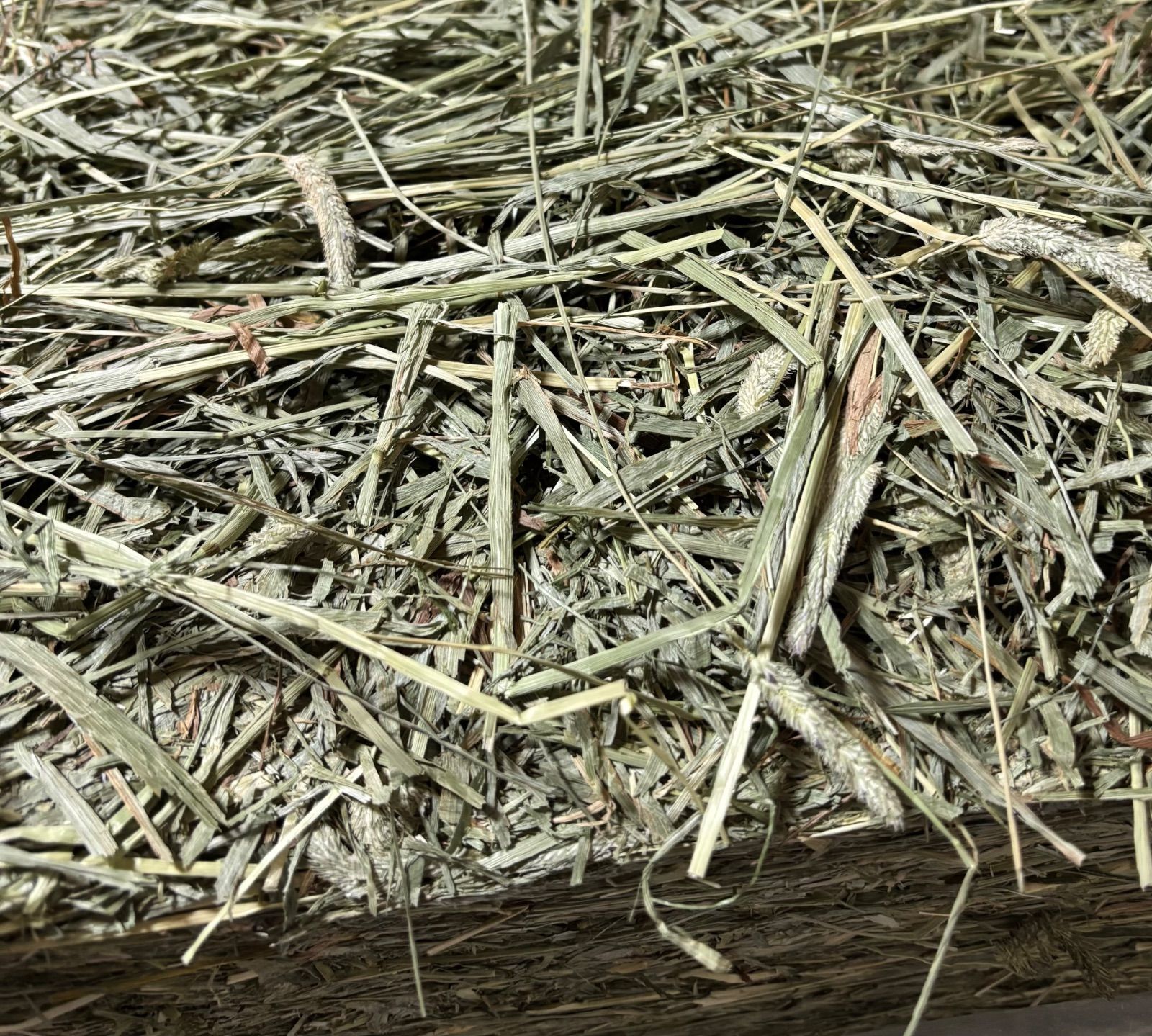 any grass オリジナルチモシーsoft premium 5kg 圧縮 無選別 メーカー