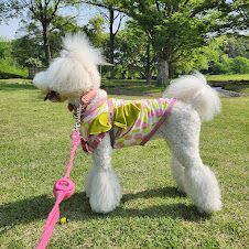 犬服　ご確認　ロンパース　スタンダードトイプードル　ハンドメイド 犬服 ご確認 ロンパース スタンダードトイプードル ハンドメイド 犬服