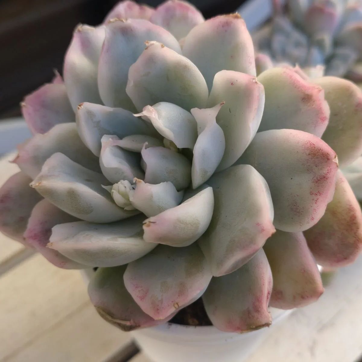 シンプソン錦 多頭 多肉植物 カット苗 エケベリア - メルカリ