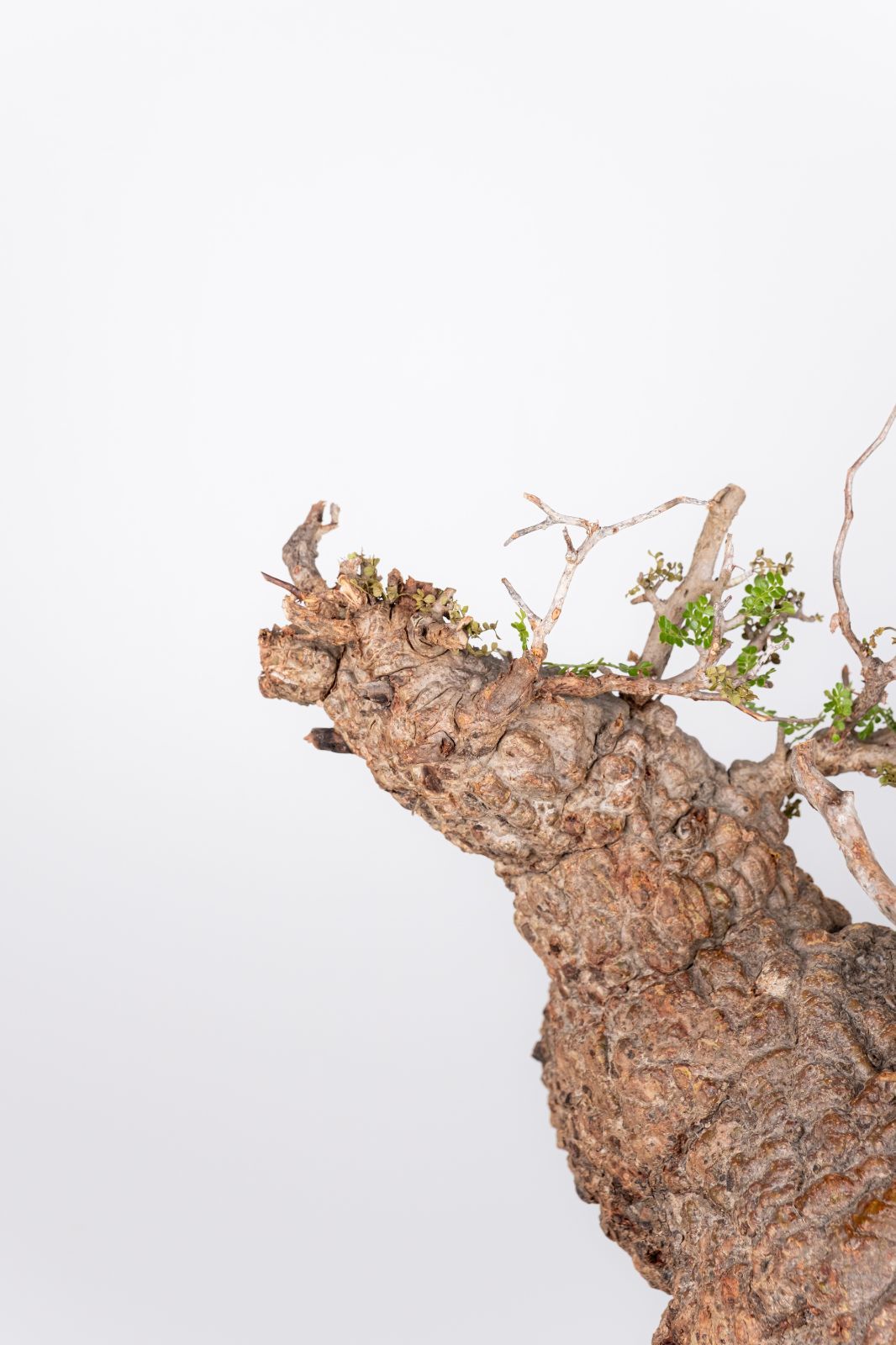 WP232 オペルクリカリア パキプス コーデックス ベアルート株 - メルカリ