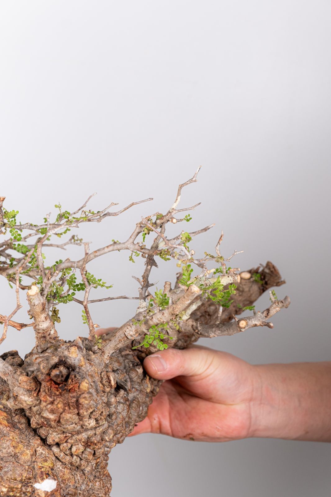 WP232 オペルクリカリア パキプス コーデックス ベアルート株 - メルカリ