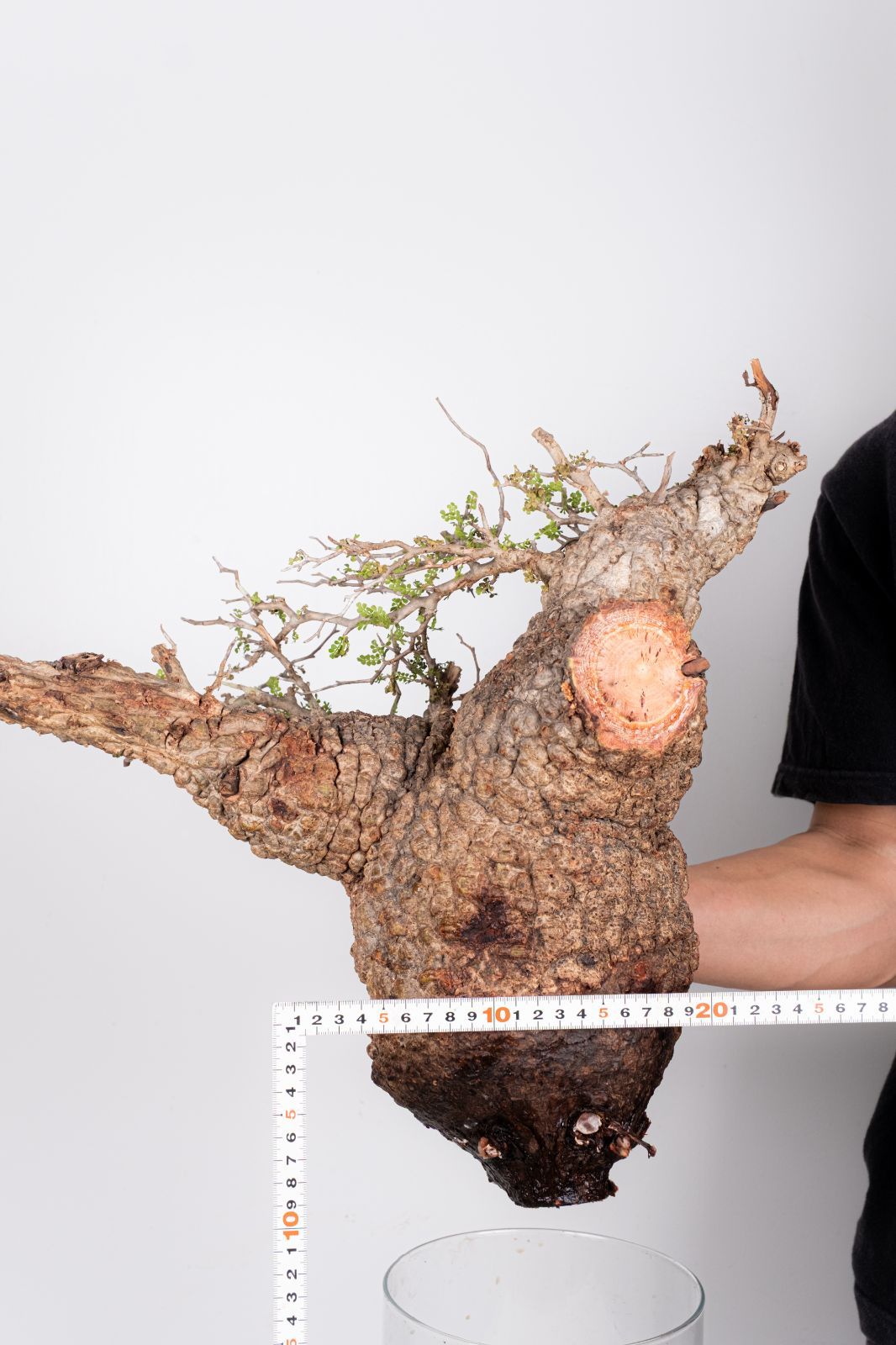 WP232 オペルクリカリア パキプス コーデックス ベアルート株 - メルカリ