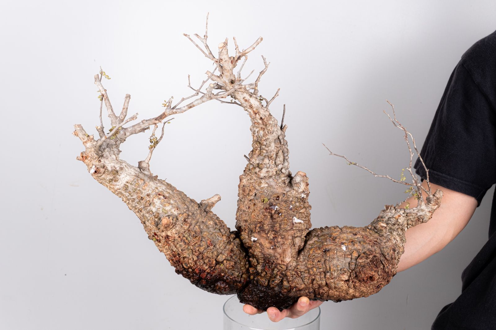 WP233 オペルクリカリア パキプス コーデックス ベアルート株 - メルカリ