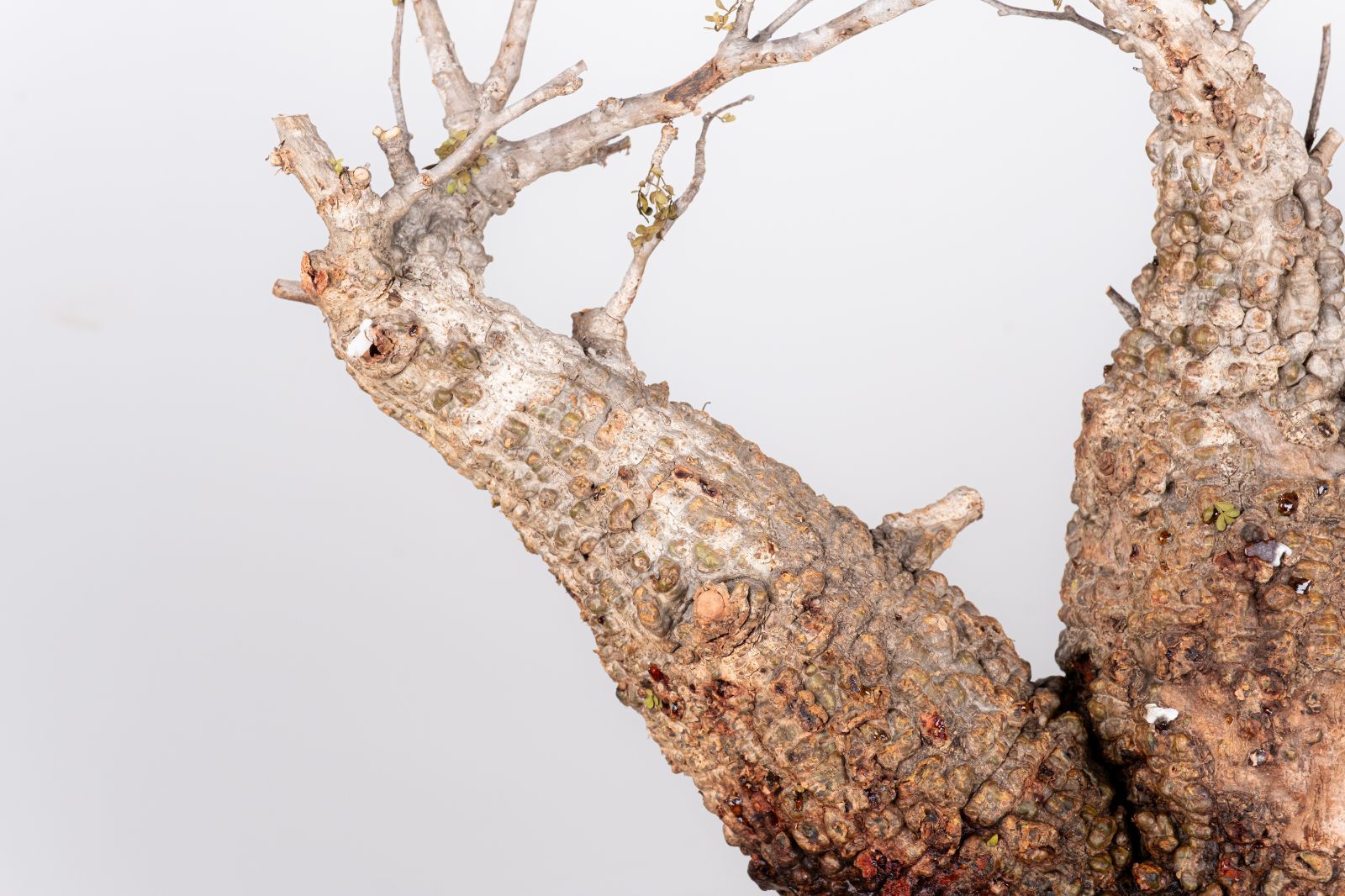 WP233 オペルクリカリア パキプス コーデックス ベアルート株 - メルカリ