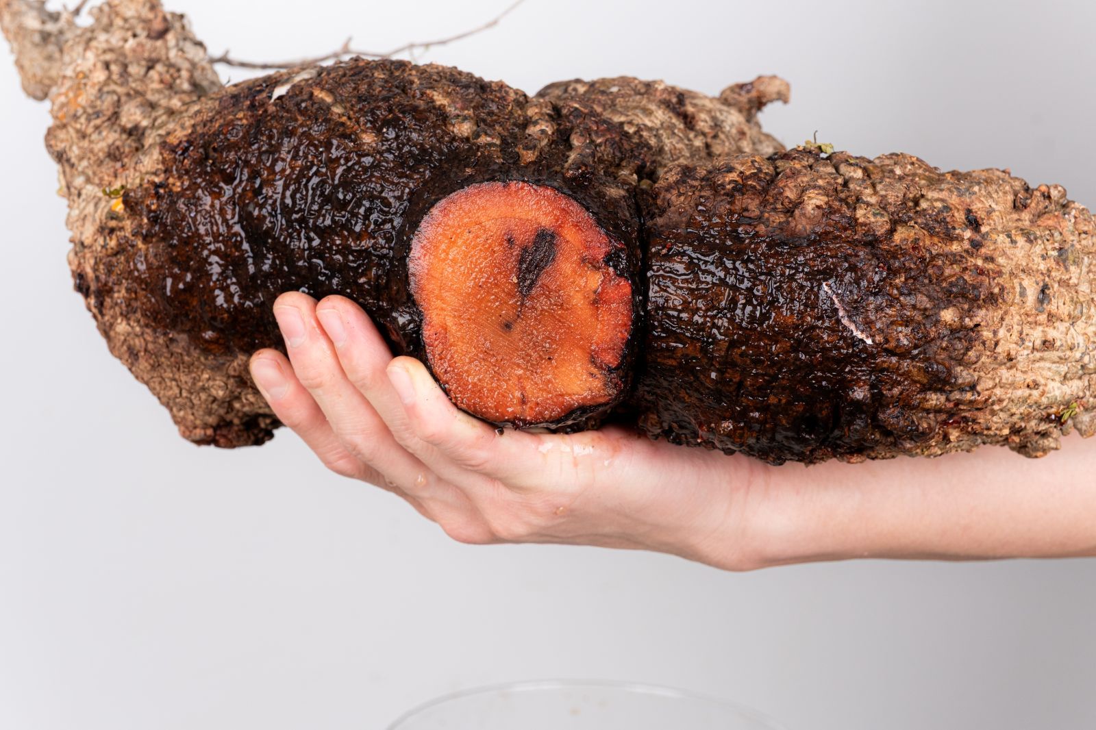 WP233 オペルクリカリア パキプス コーデックス ベアルート株 - メルカリ