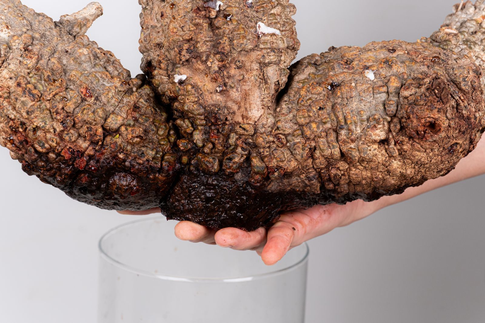 WP233 オペルクリカリア パキプス コーデックス ベアルート株 - メルカリ