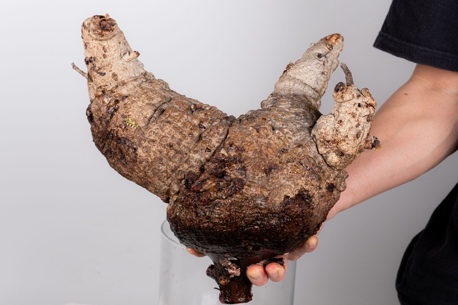 WP234 オペルクリカリア パキプス コーデックス ベアルート株 - メルカリ