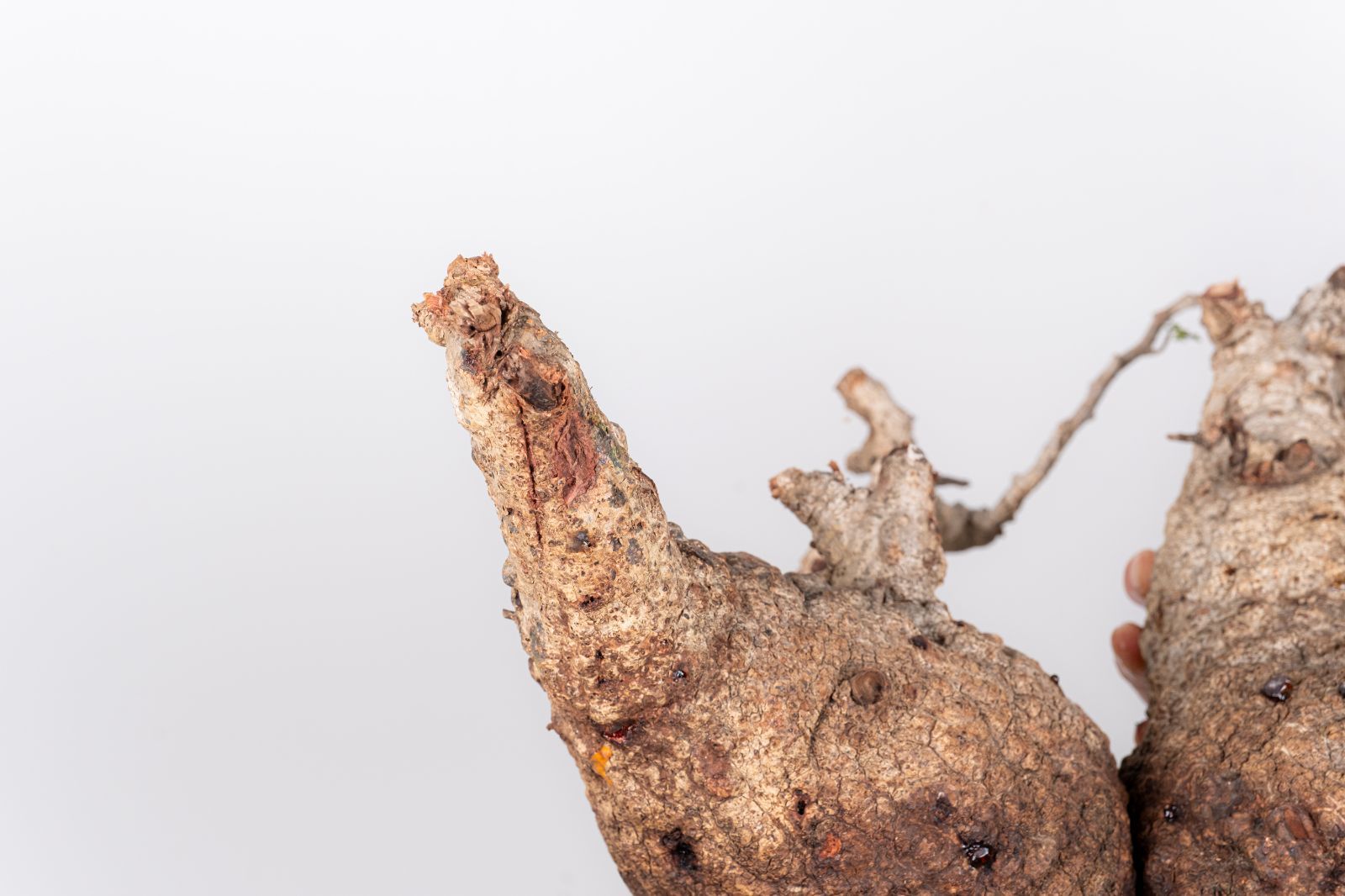 WP235 オペルクリカリア パキプス コーデックス ベアルート株 - メルカリ