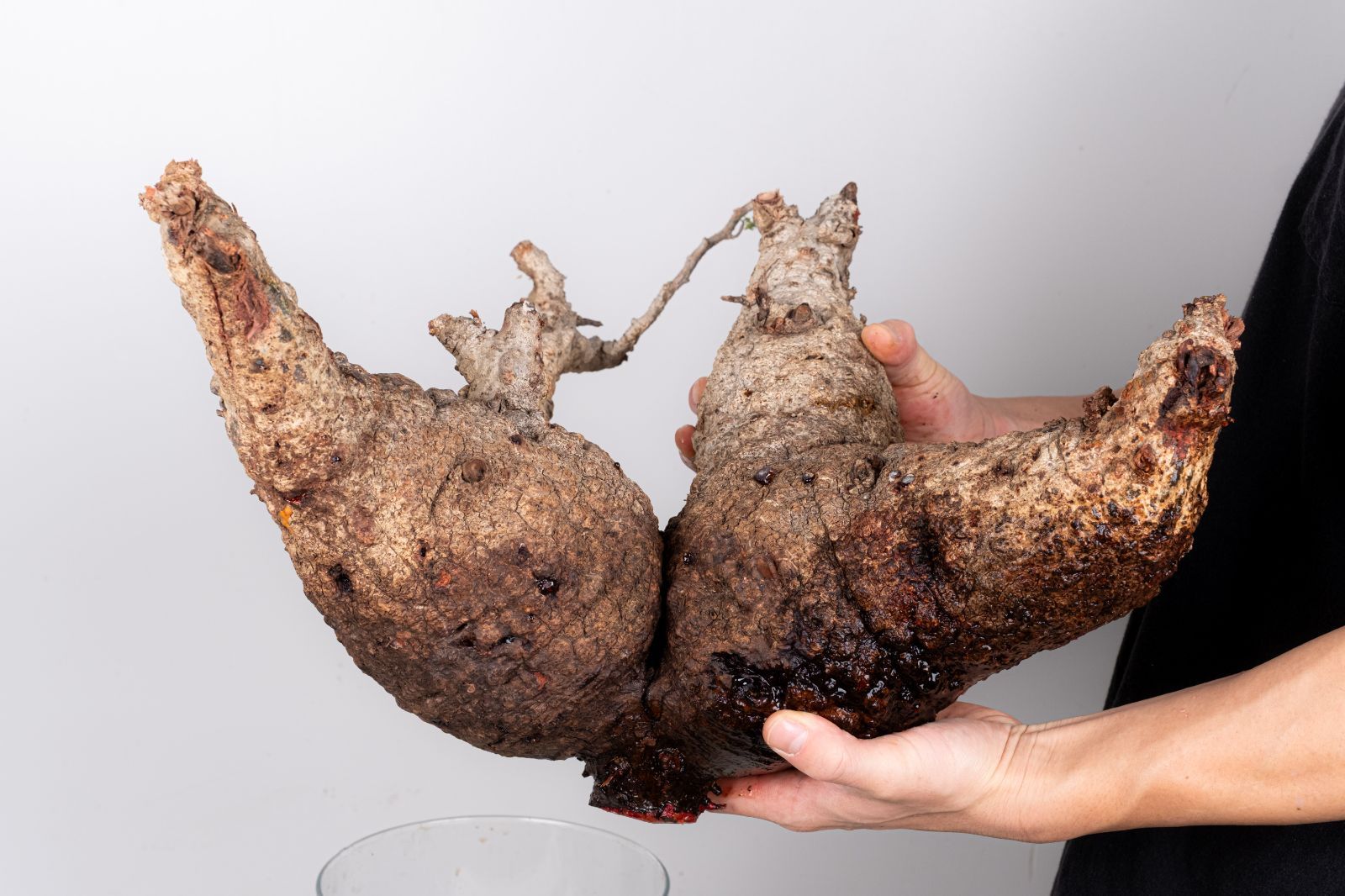 WP235 オペルクリカリア パキプス コーデックス ベアルート株 - メルカリ