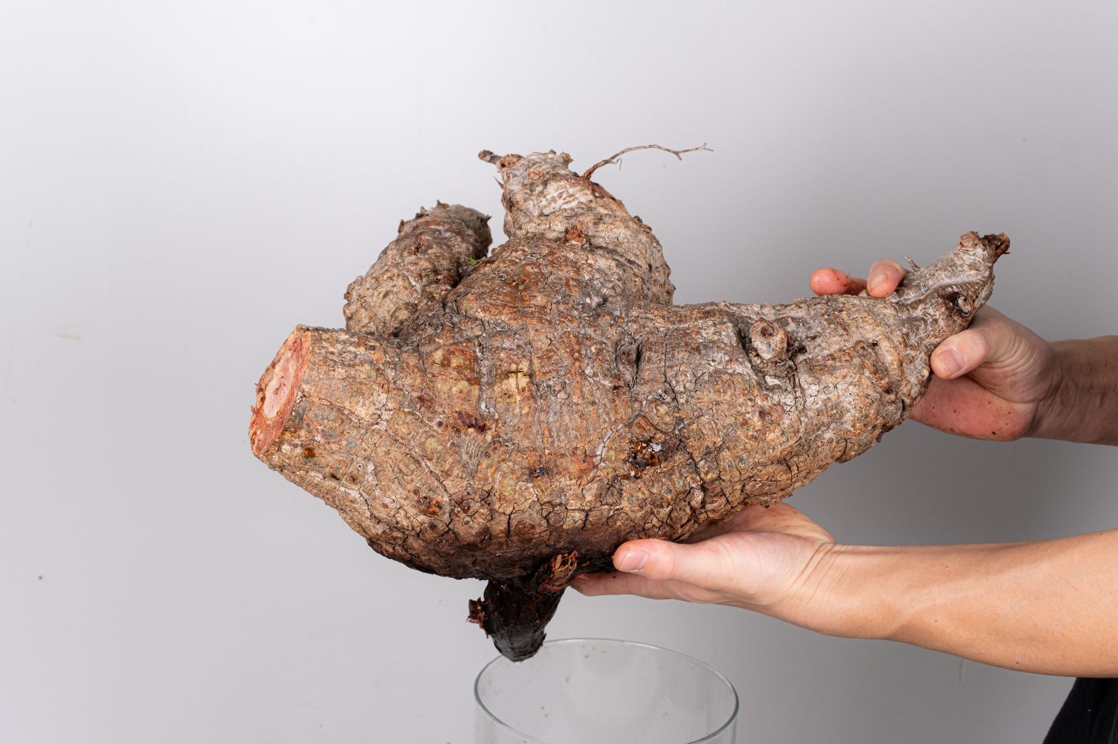 WP236 オペルクリカリア パキプス コーデックス ベアルート株 - メルカリ