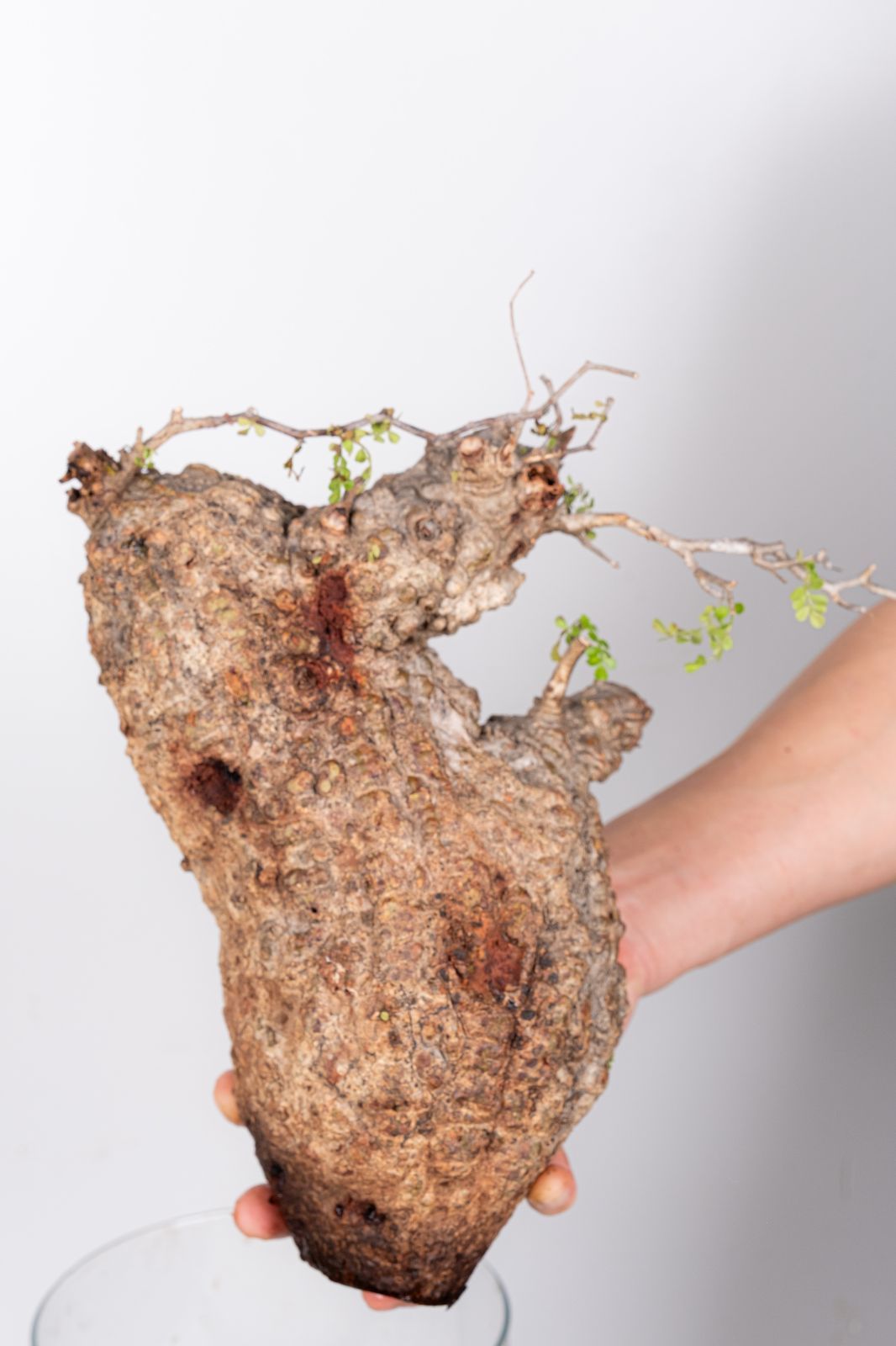 WP237 オペルクリカリア パキプス コーデックス ベアルート株 - メルカリ