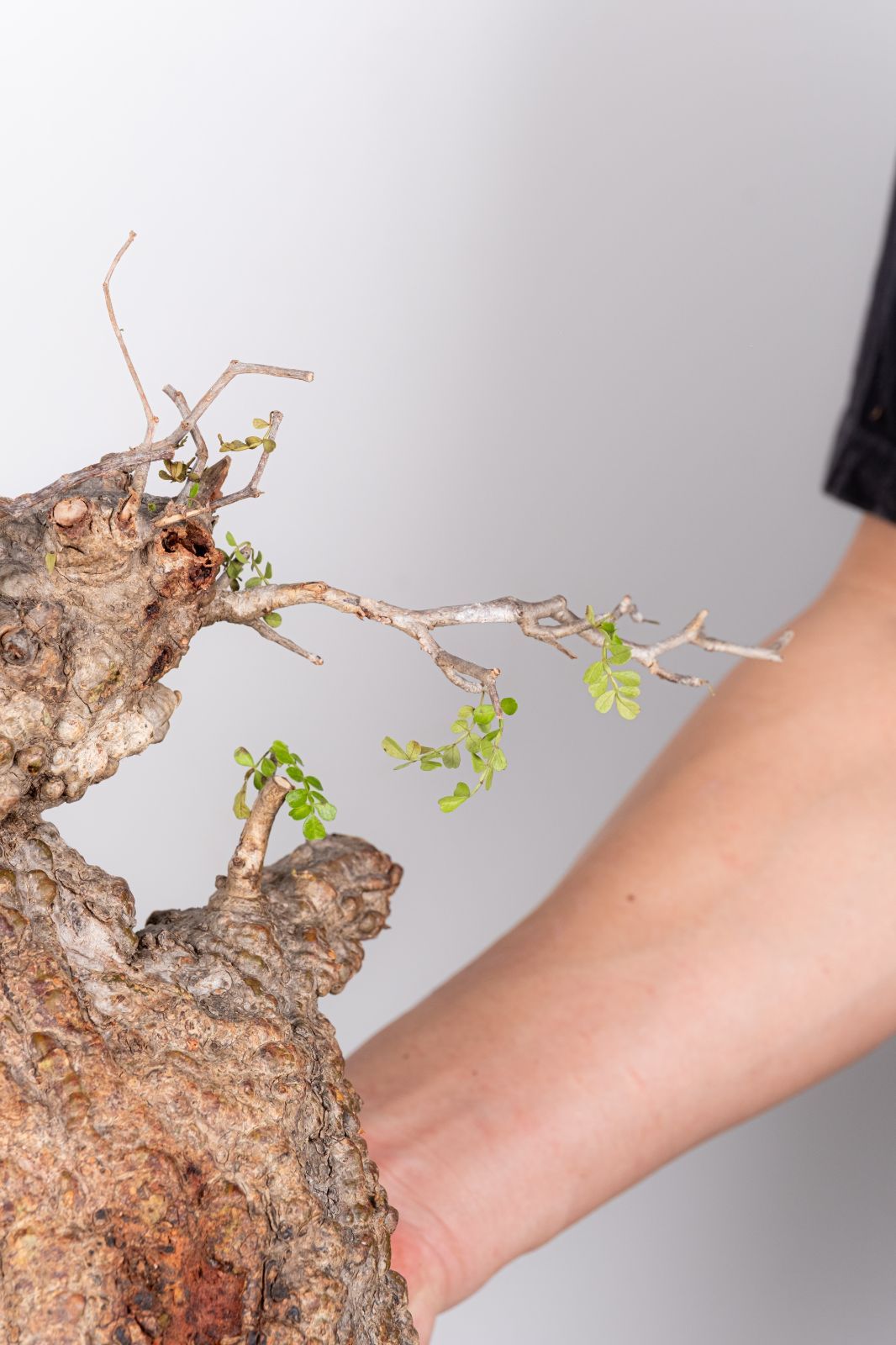 WP237 オペルクリカリア パキプス コーデックス ベアルート株 - メルカリ