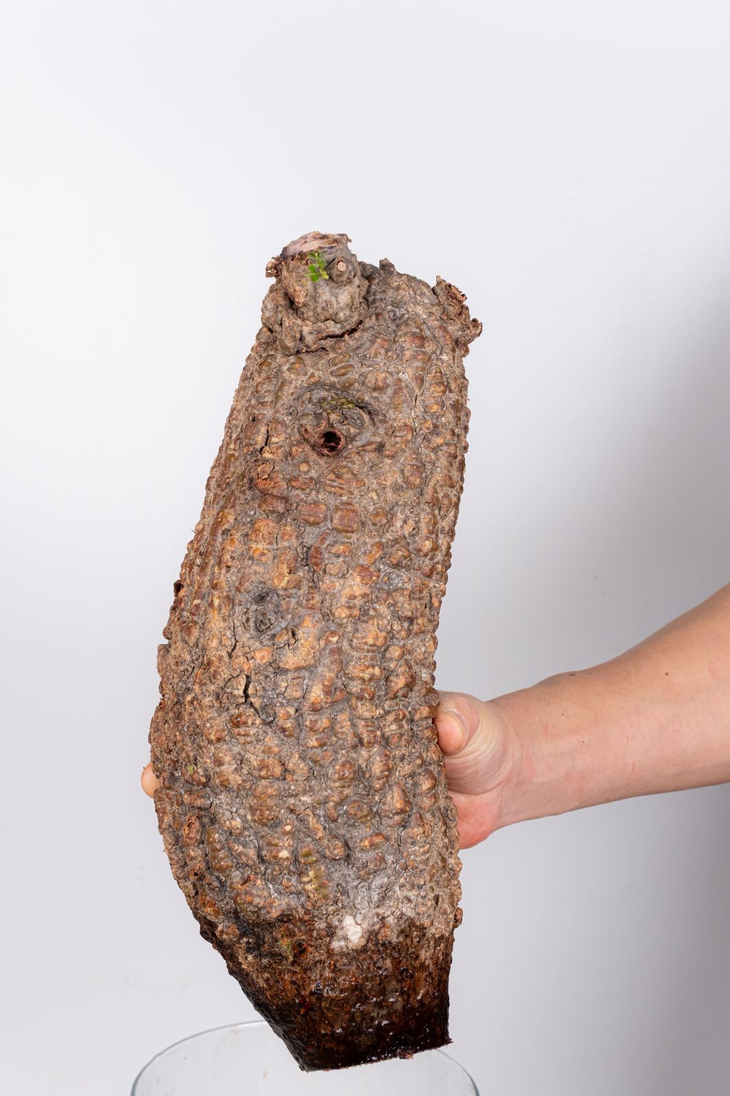 IP63 オペルクリカリア パキプス コーデックス ベアルート株 WP238 オペルクリカリア パキプス コーデックス ベアルート株 - メルカリ