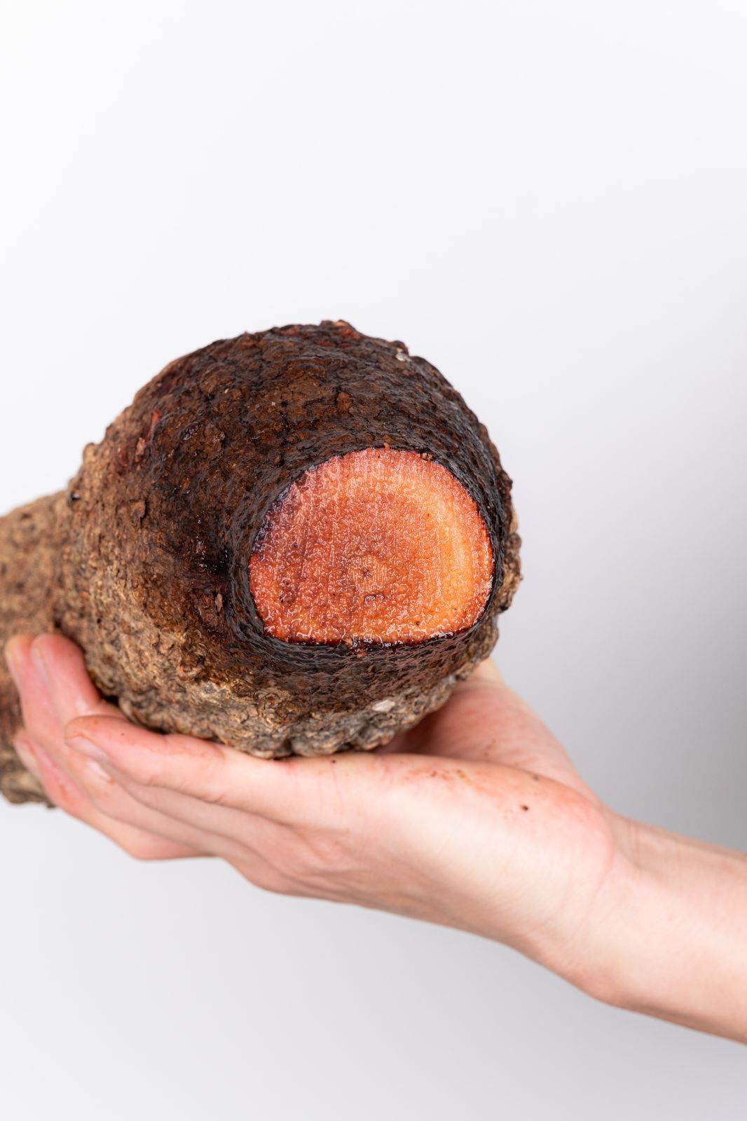 WP238 オペルクリカリア パキプス コーデックス ベアルート株 - メルカリ