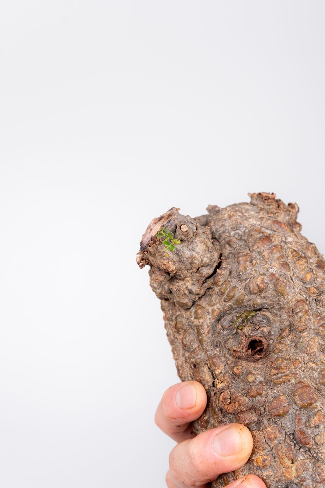 WP238 オペルクリカリア パキプス コーデックス ベアルート株 - メルカリ