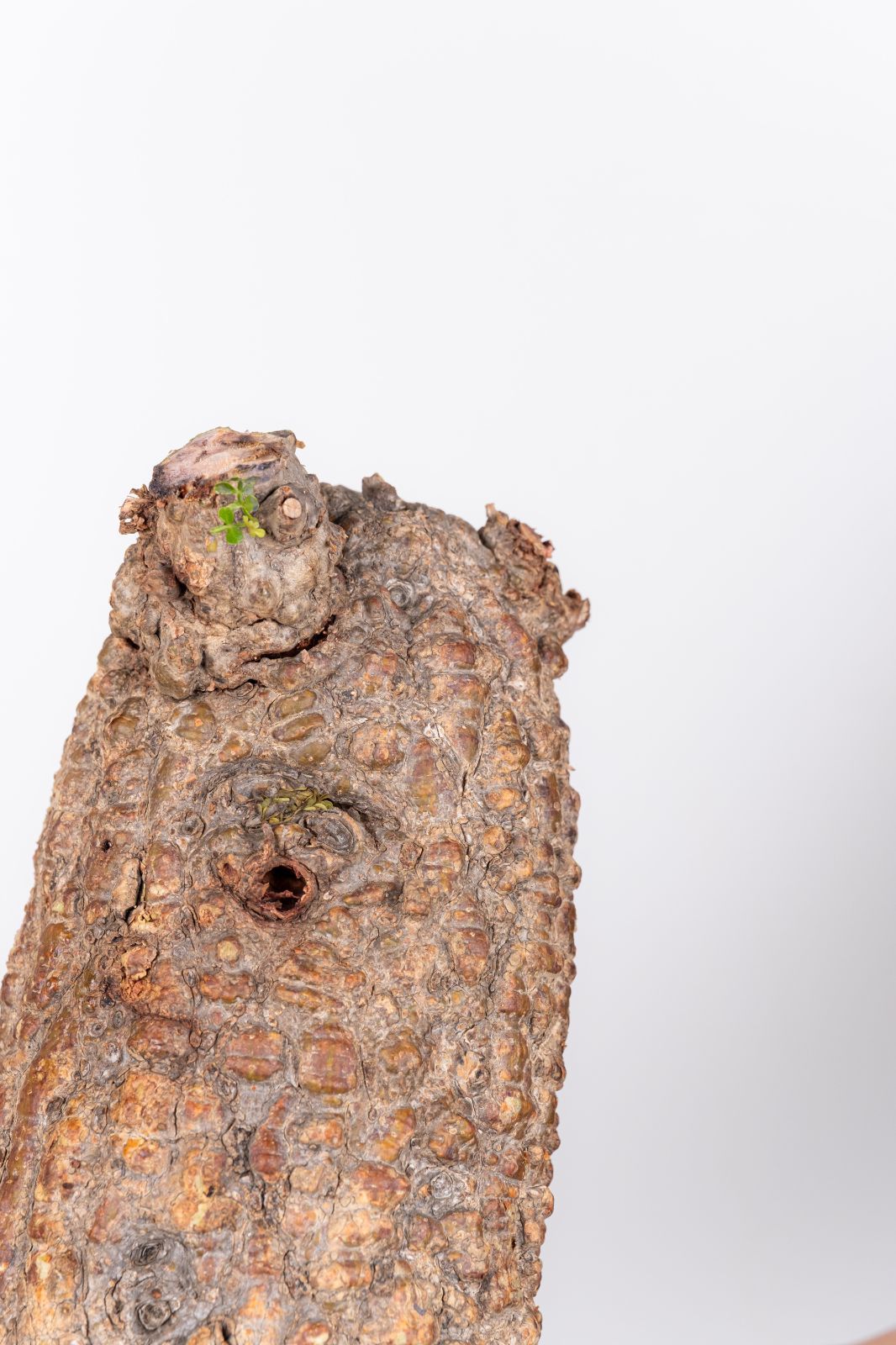 WP238 オペルクリカリア パキプス コーデックス ベアルート株 - メルカリ