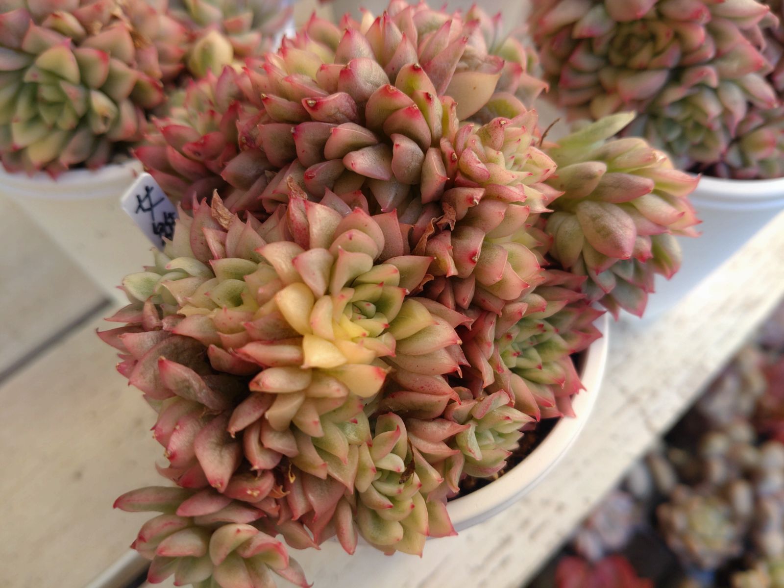 女雛錦 群生苗 抜き苗 多肉植物 エケベリア - メルカリ
