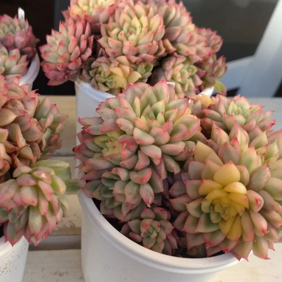 女雛錦 群生苗 抜き苗 多肉植物 エケベリア - メルカリ