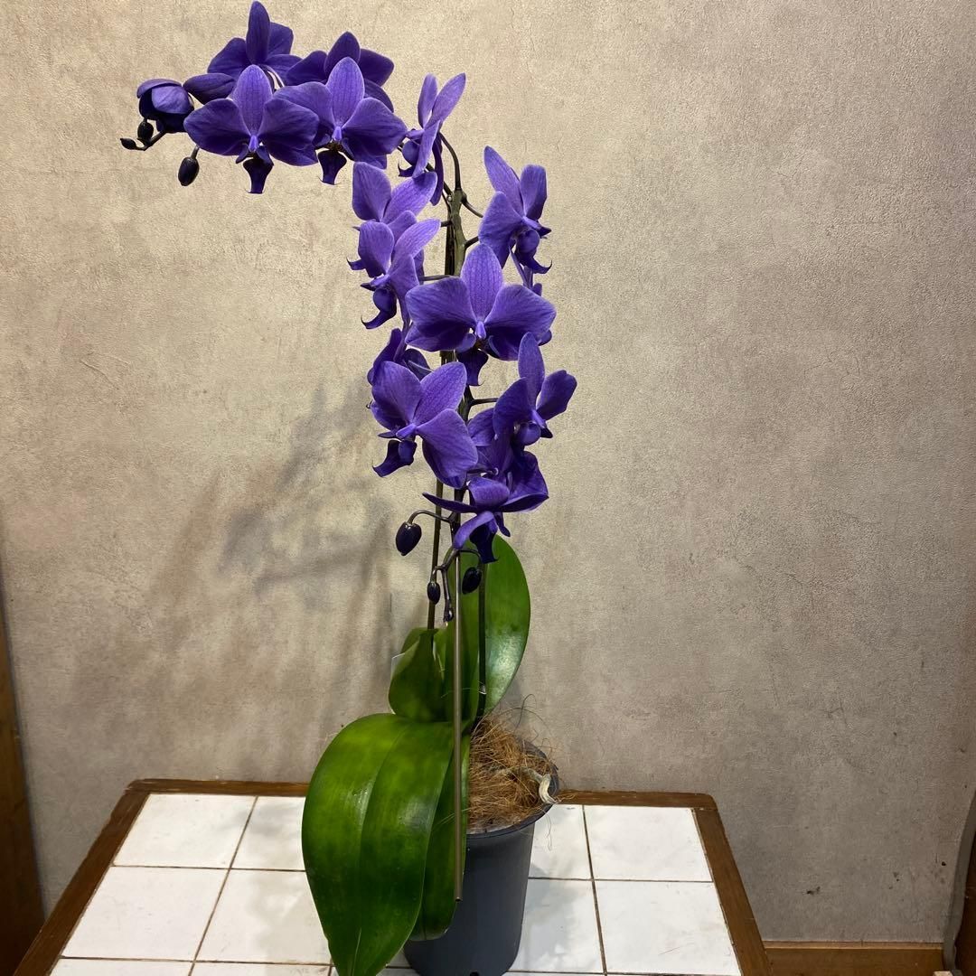 入荷少なめです❗️超希少❗️胡蝶蘭❤️ブルージーン 1本立 - メルカリ