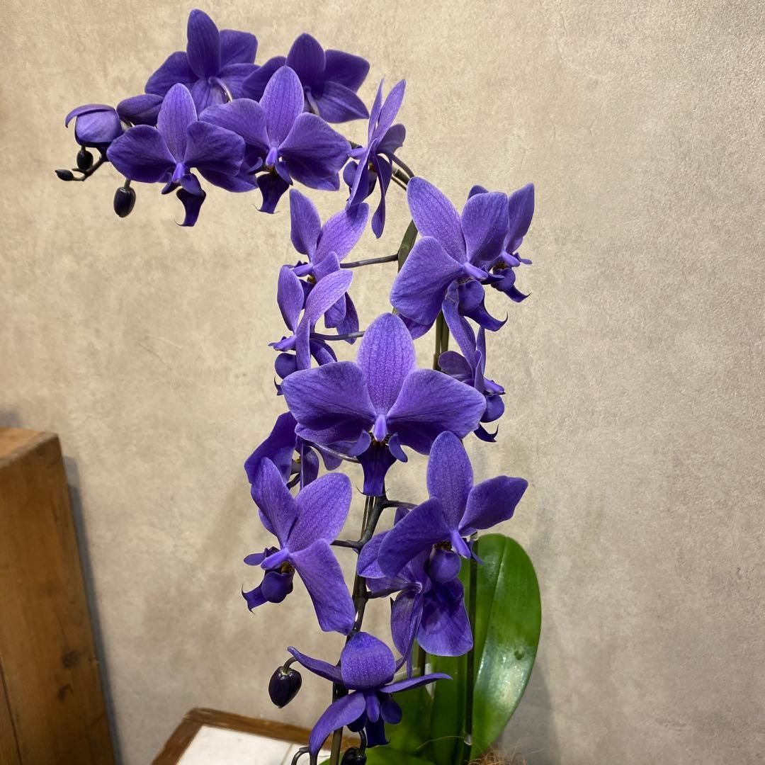 年始SALE❗️入荷少なめです❗️超希少❗️胡蝶蘭❤️ブルージーン　1本立 入荷少なめです❗️超希少❗️胡蝶蘭❤️ブルージーン 1本立 - メルカリ