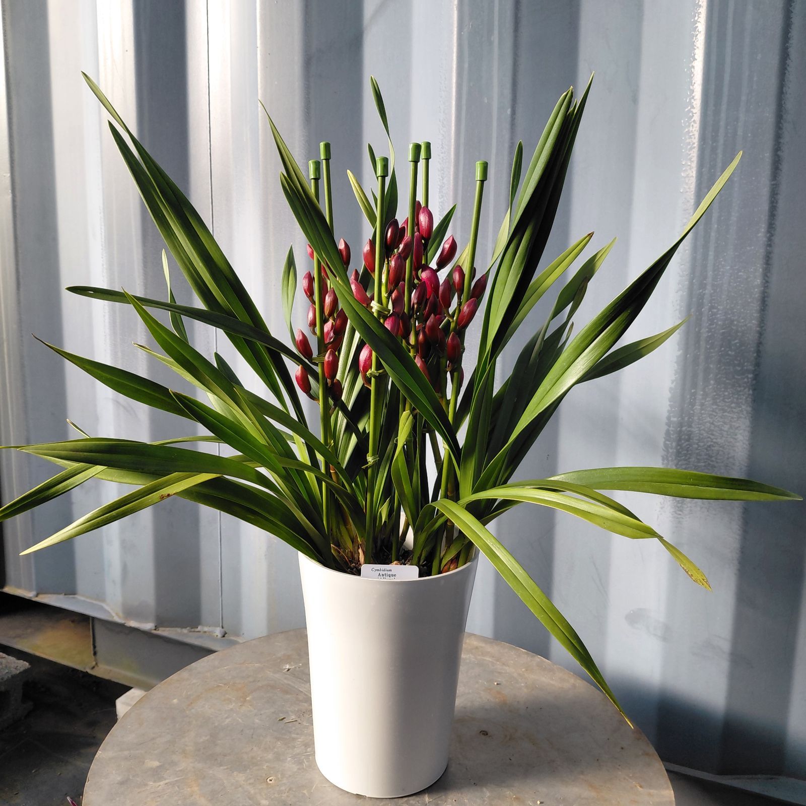 ②耐寒性シンビジウム6本立ち アンティークアリューラ現品 - メルカリ