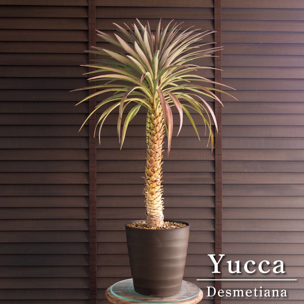 ユッカ デスメティアーナ 7号 Yucca Desmetiana ヤシ 幹立ち 0125BR