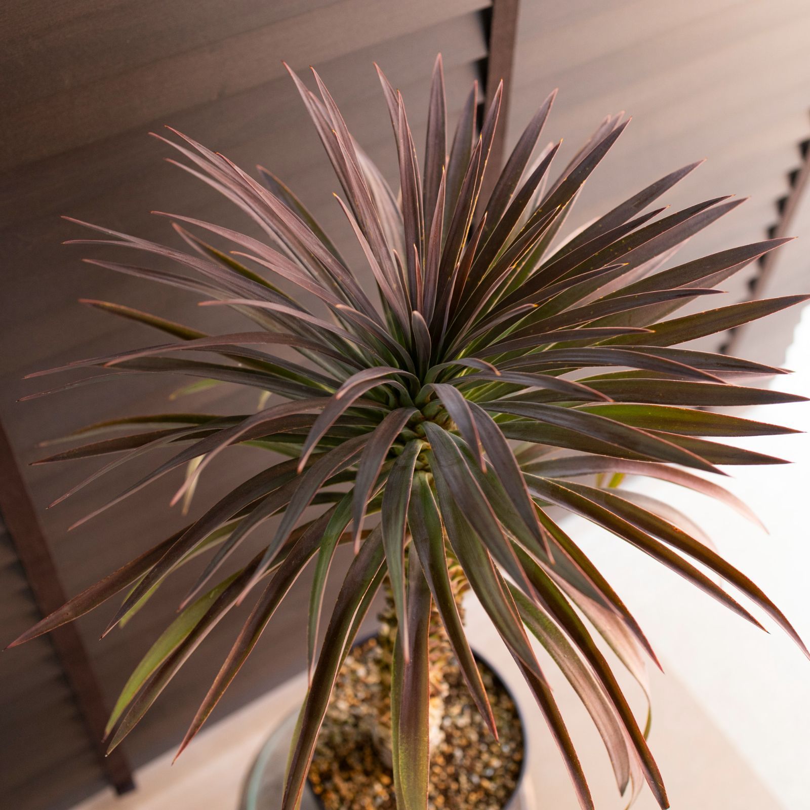 ユッカ デスメティアーナ 7号 Yucca Desmetiana ヤシ 幹立ち 0125BR