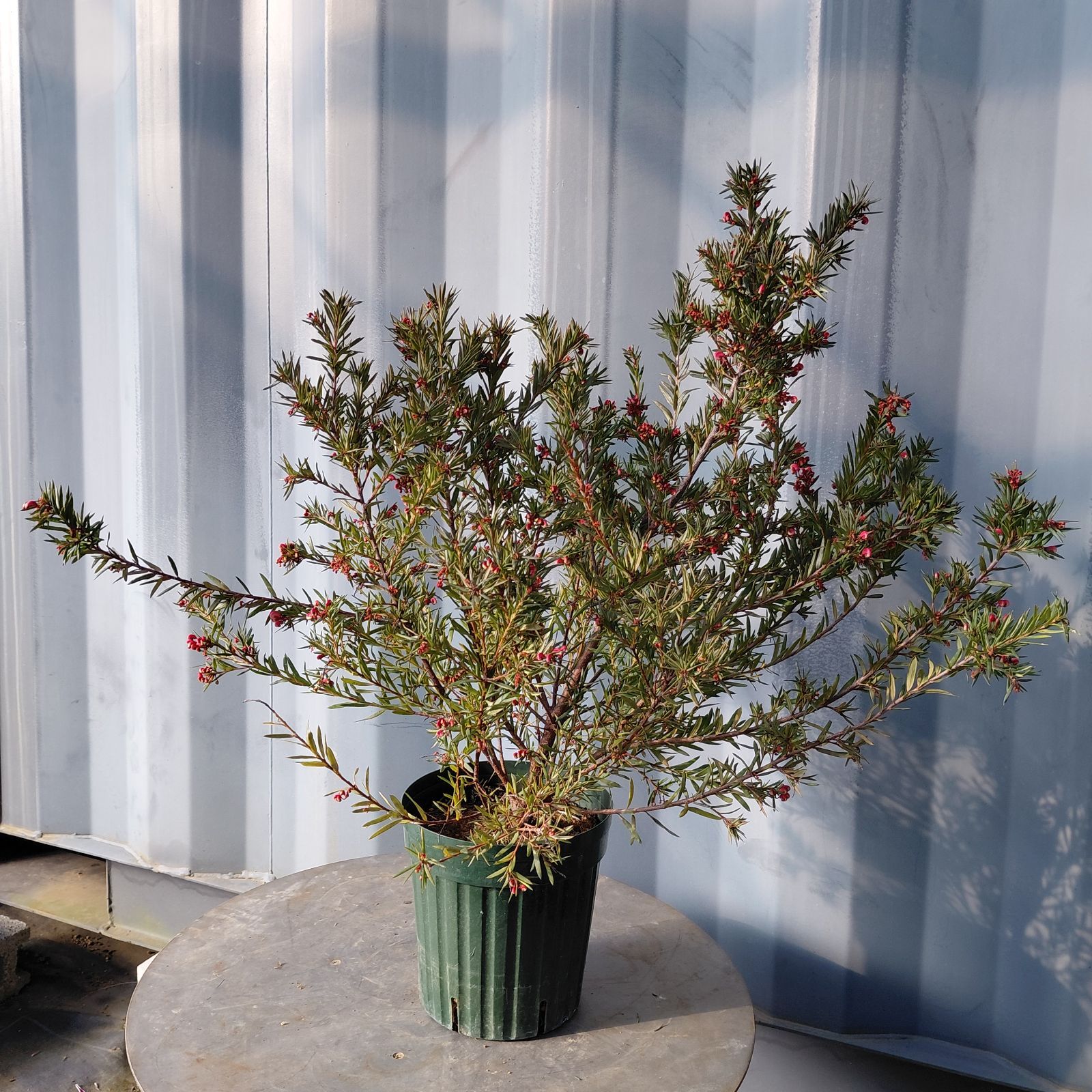 ③☆ グレビレア・ジョンエバンス ☆5.5号鉢現品 ☆ オージープランツ