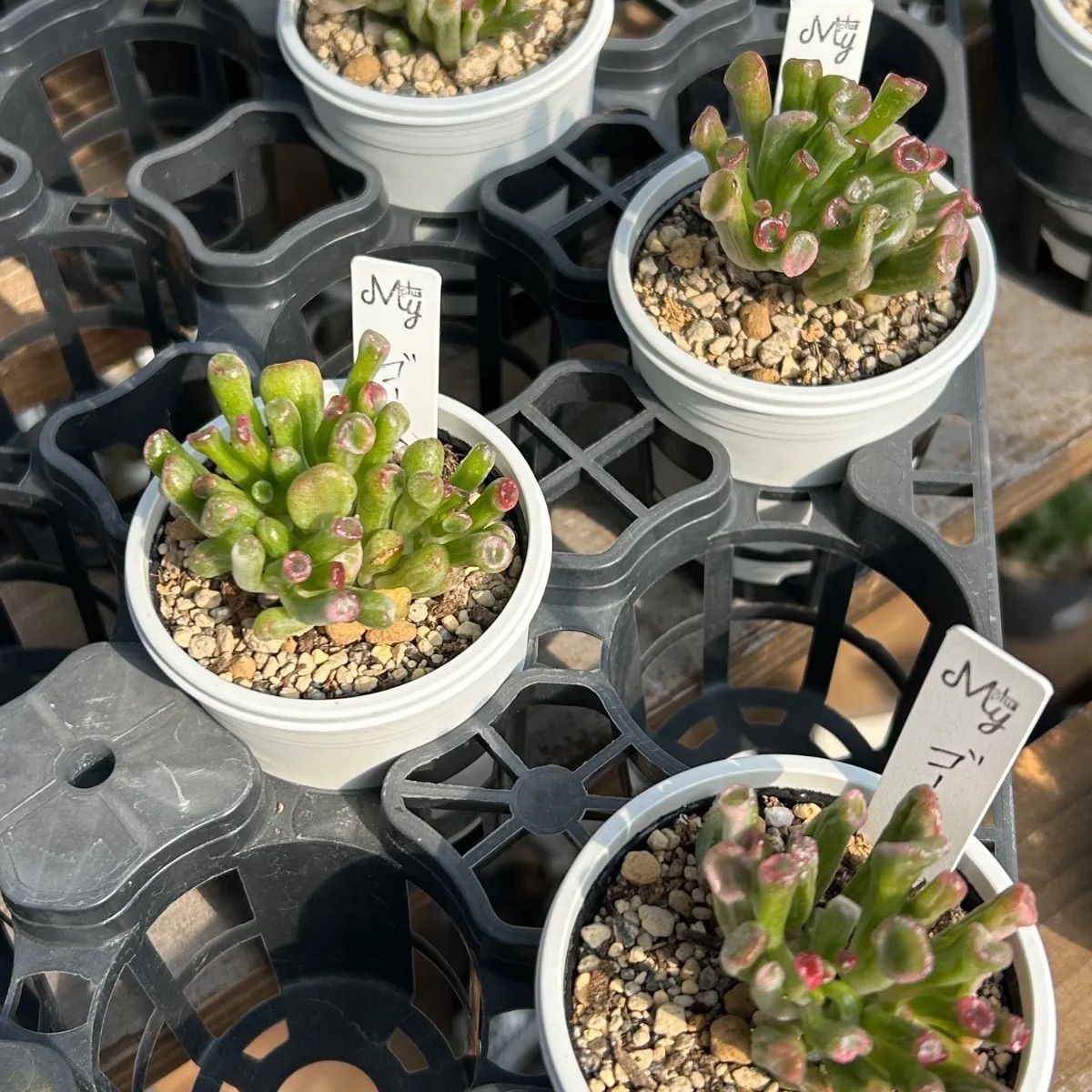 発根済み抜き苗】ゴーラム錦 クラッスラ｜多肉植物｜タグ付き - メルカリ