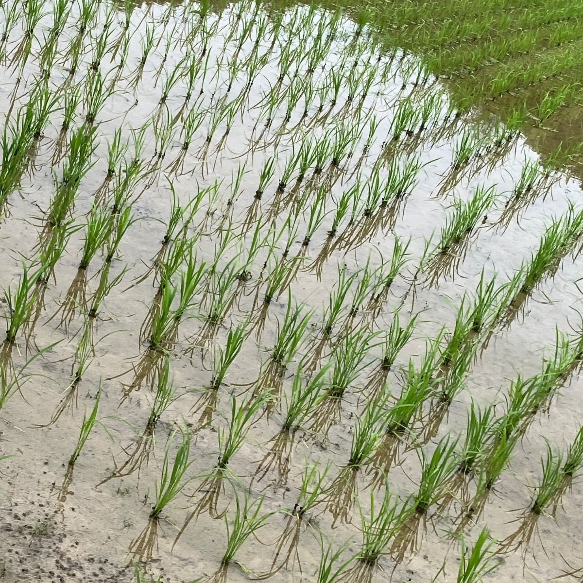 令和7年産 丹波篠山コシヒカリ白米10kg 食味値87点 - メルカリ
