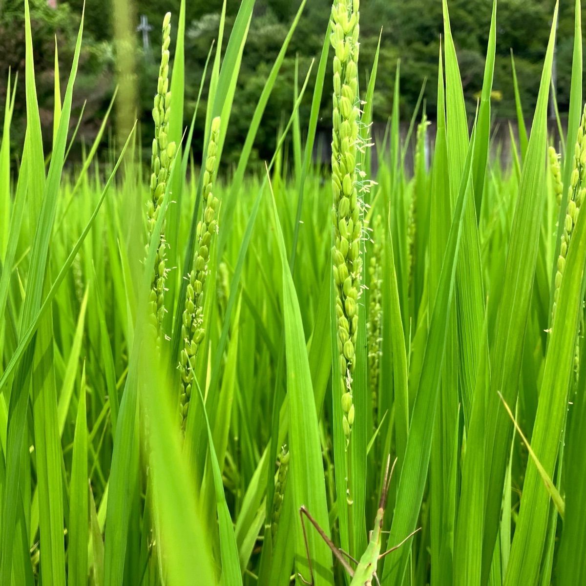 令和7年産 丹波篠山コシヒカリ白米10kg 食味値87点 - メルカリ