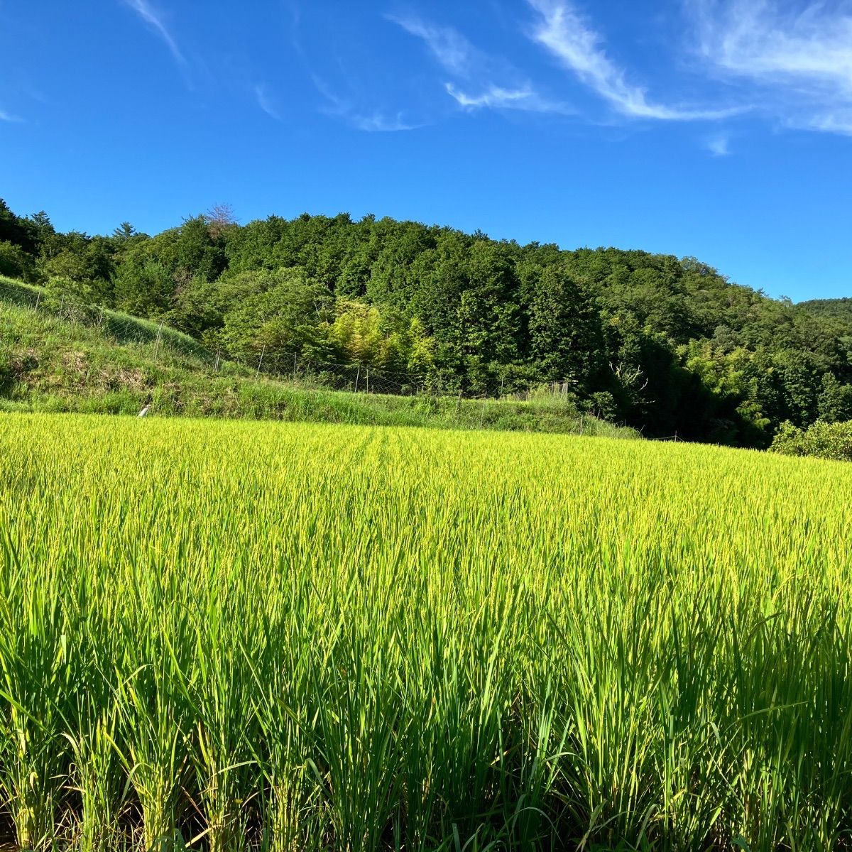 令和7年産 丹波篠山コシヒカリ白米10kg 食味値87点 - メルカリ