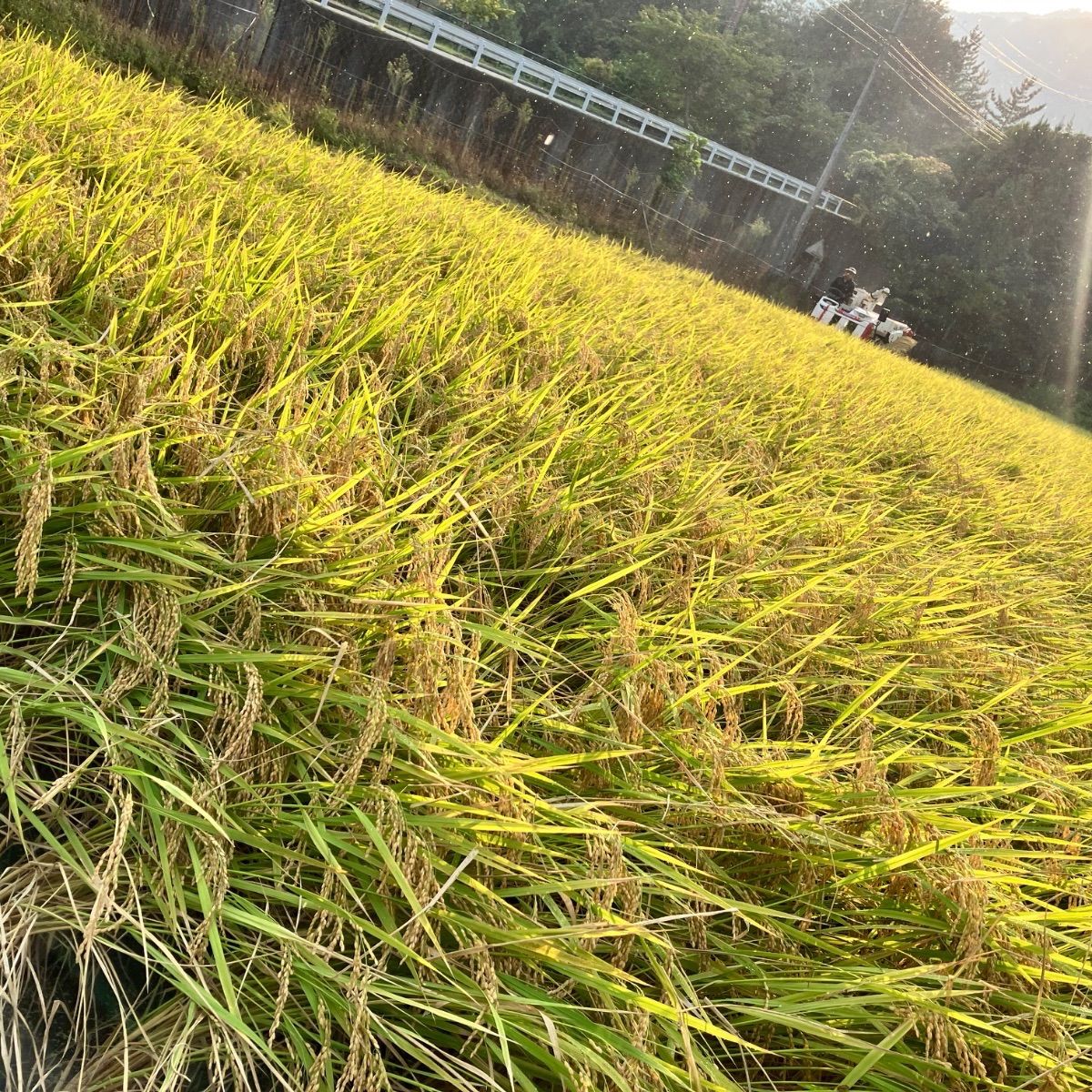令和7年産 丹波篠山コシヒカリ白米10kg 食味値87点 - メルカリ