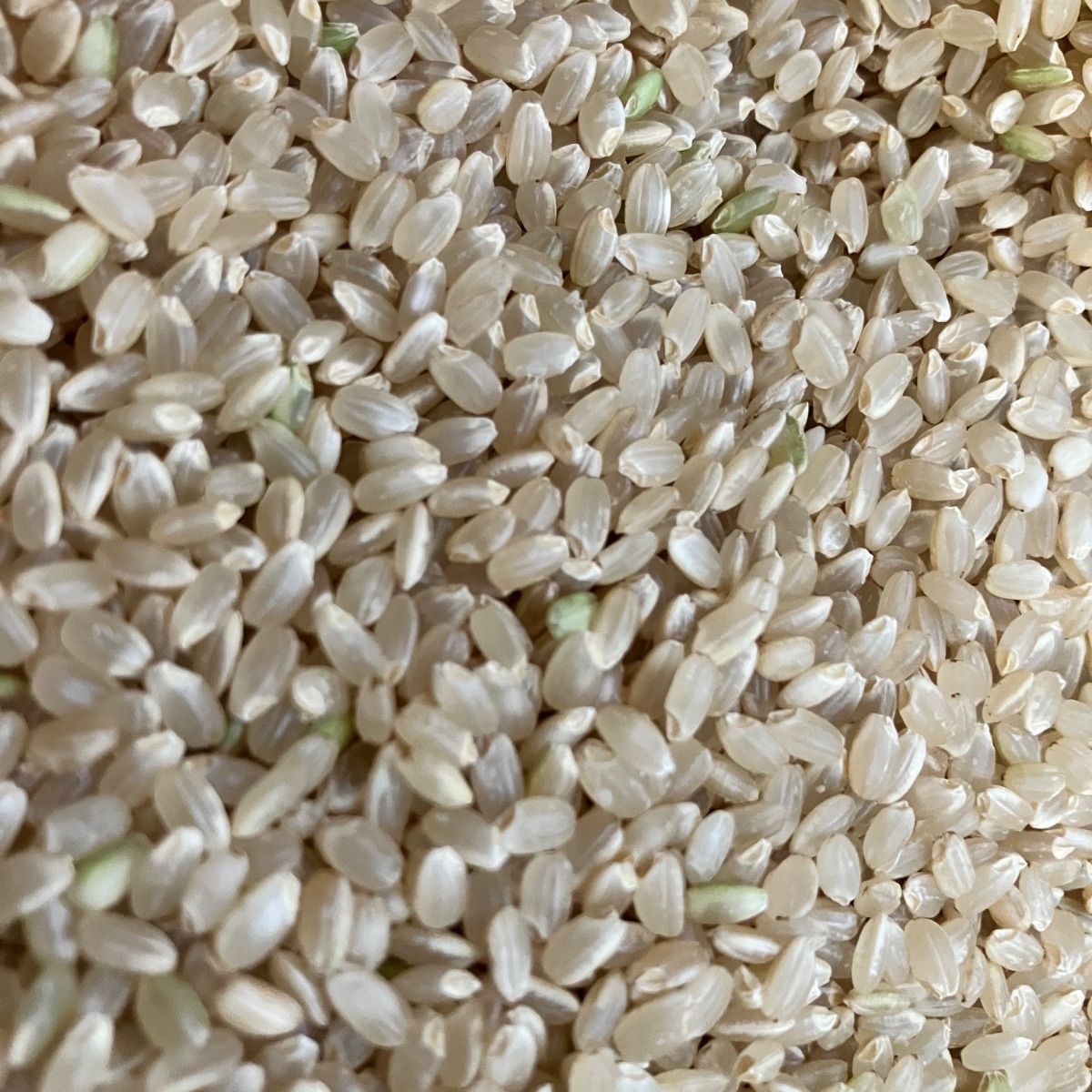 令和7年産 丹波篠山コシヒカリ白米10kg 食味値87点 - メルカリ