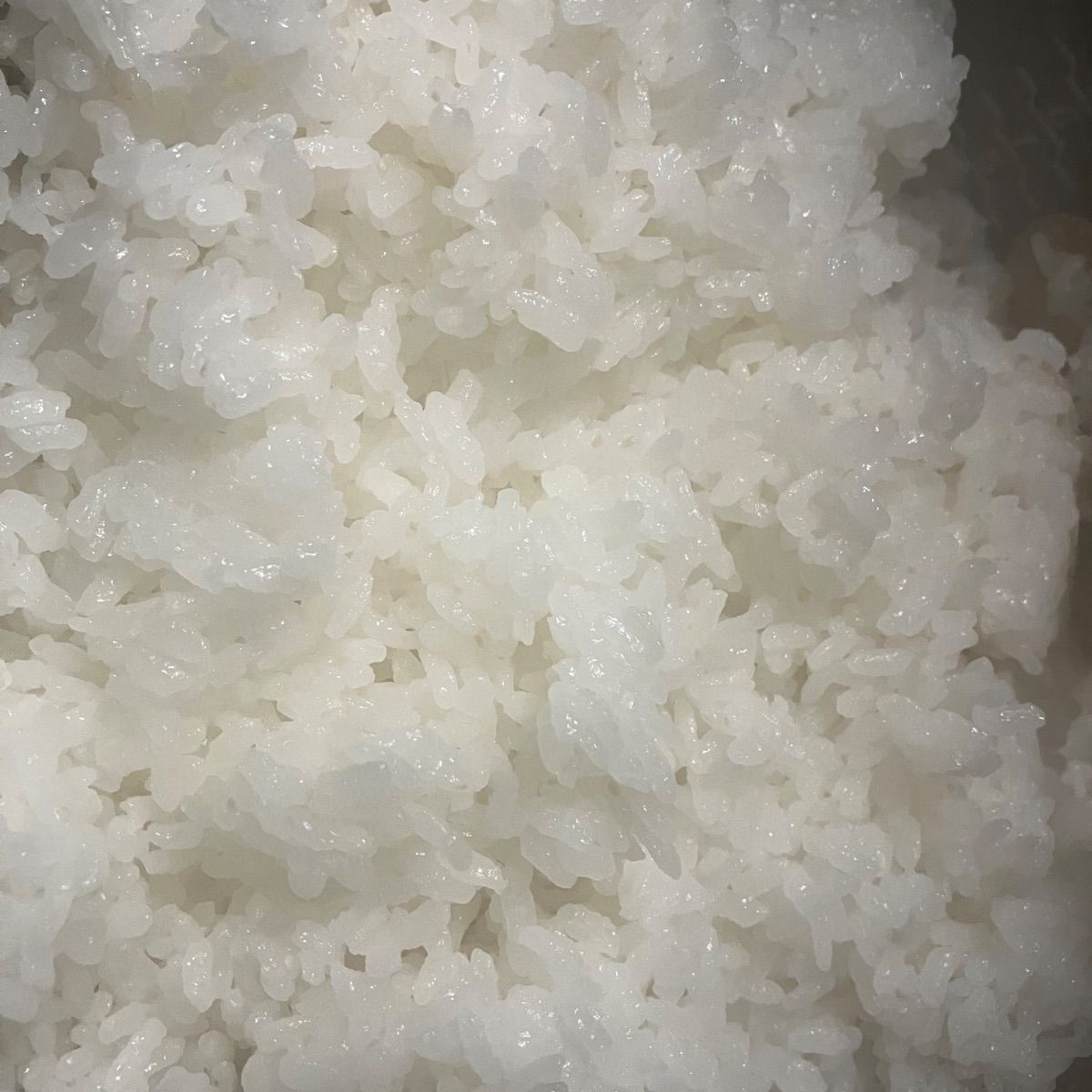 食品 令和7年産【丹波篠山コシヒカリ】白米10kg 7年産も極上米/食味