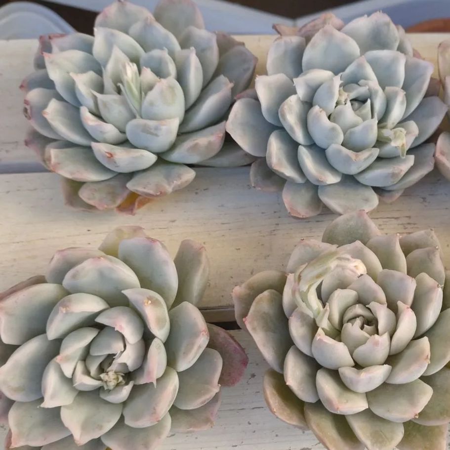 シンプソン錦 多肉植物 カット苗 エケベリア - メルカリ