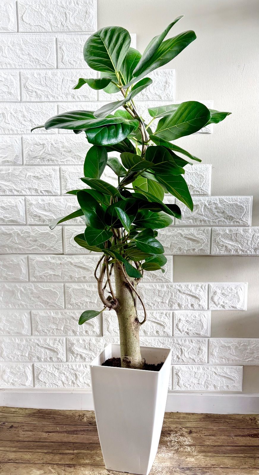 フィカスベンガレンシス⭐️編み込み 極太幹曲がり⭐️観葉植物 - メルカリ