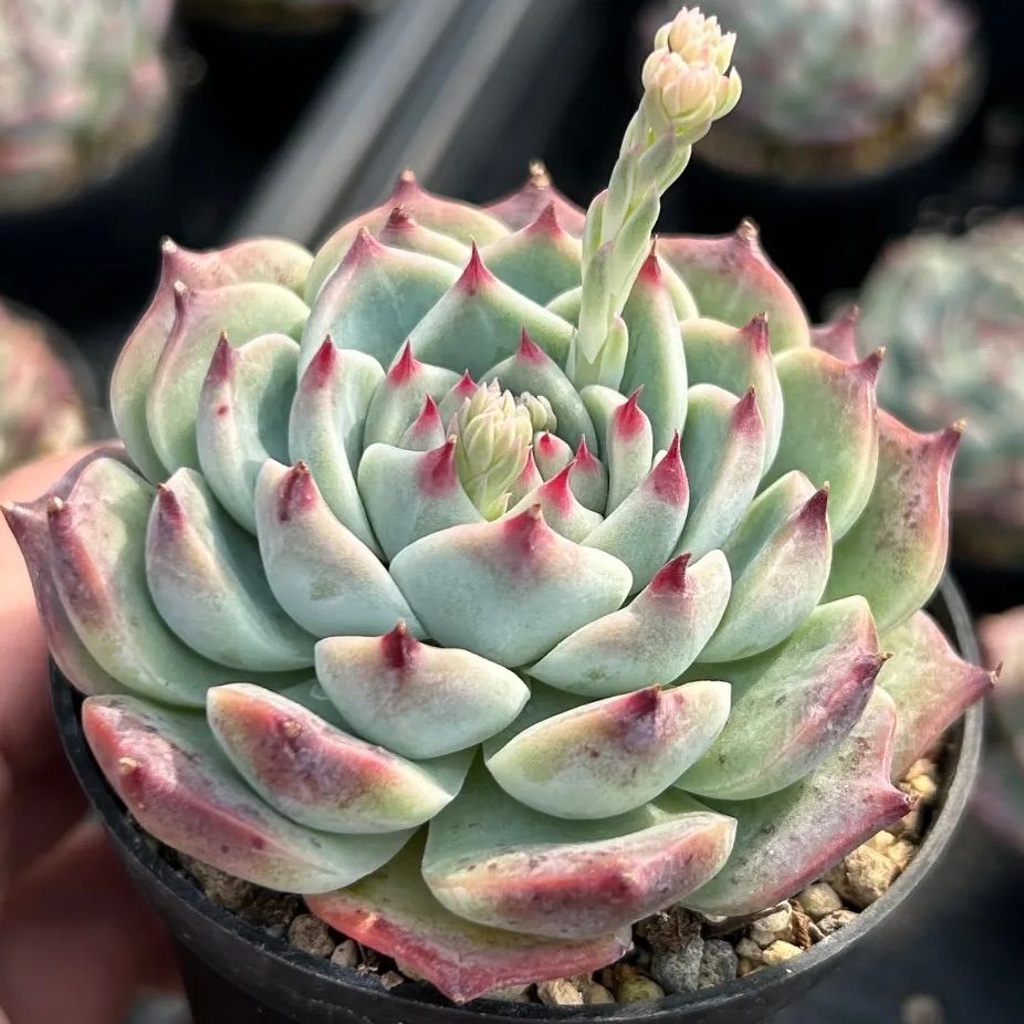 発根済み抜き苗】水蜜桃 エケベリア｜多肉植物｜タグ付き - メルカリ