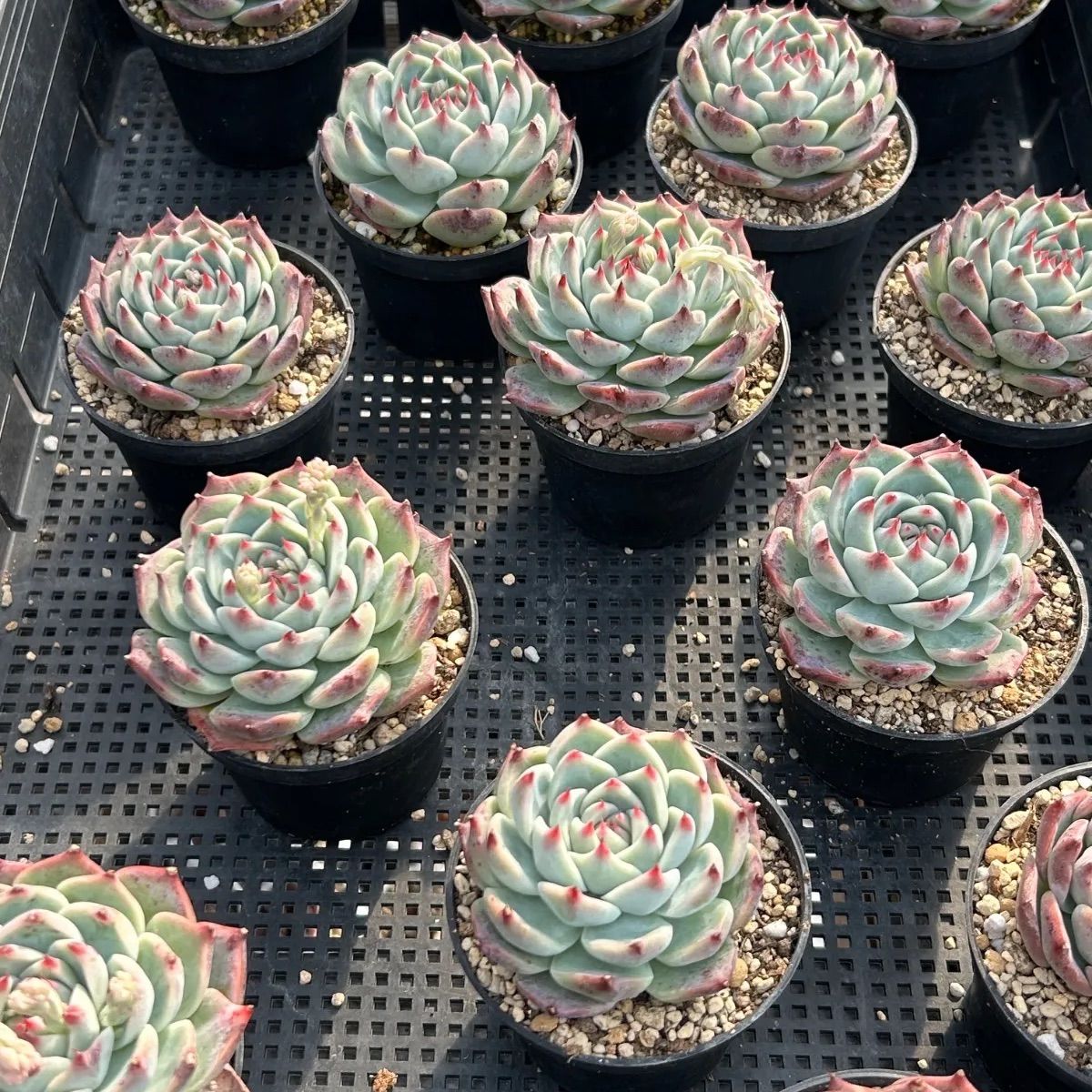 発根済み抜き苗】水蜜桃 エケベリア｜多肉植物｜タグ付き - メルカリ