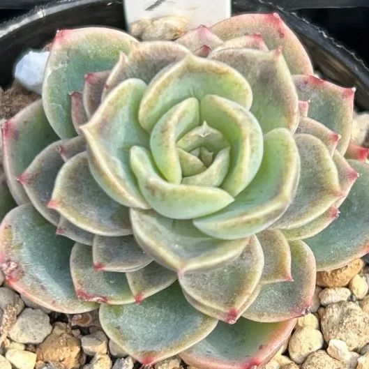発根済み抜き苗】ハニーメロン エケベリア｜多肉植物｜タグ付き - メルカリ