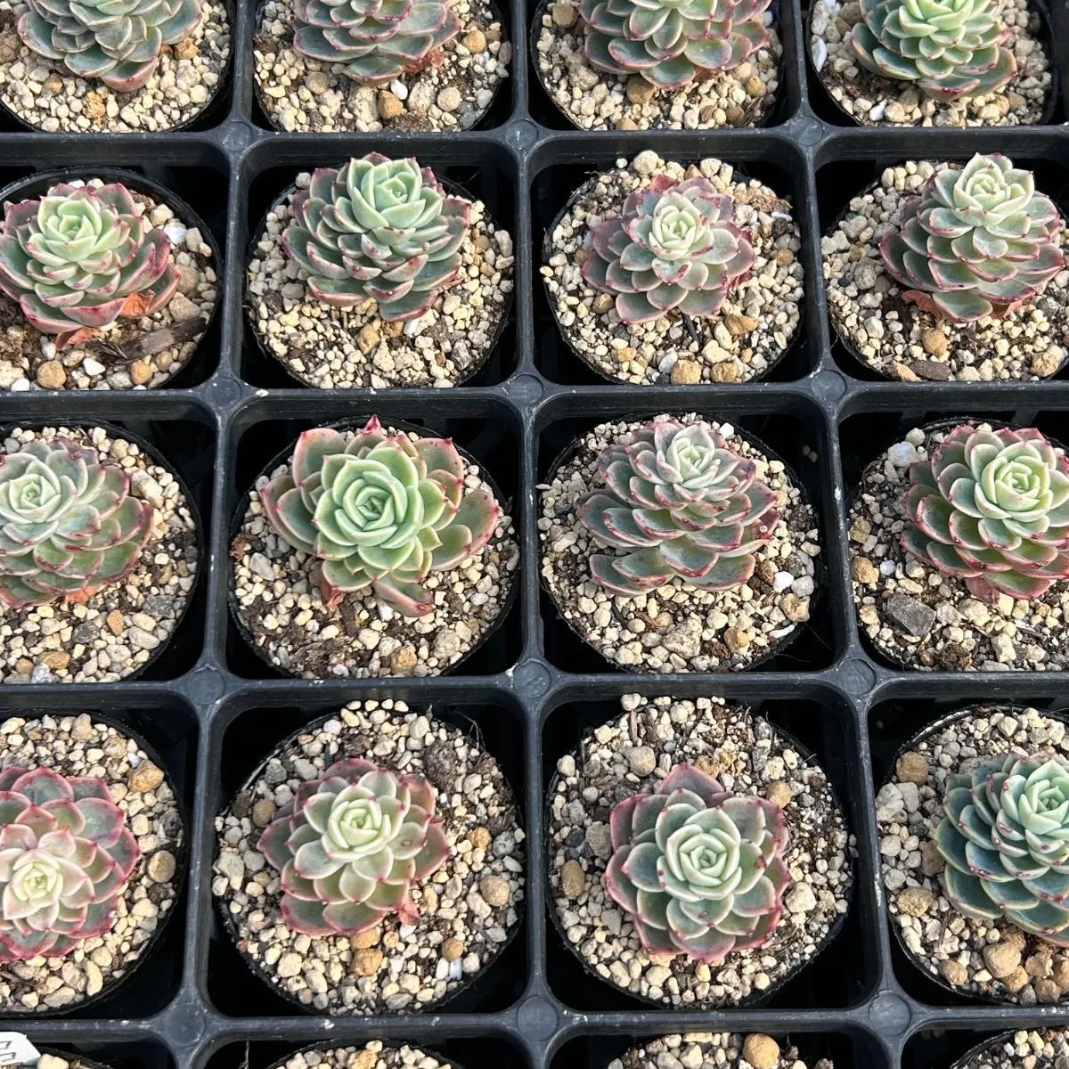 発根済み抜き苗】ハニーメロン エケベリア｜多肉植物｜タグ付き - メルカリ