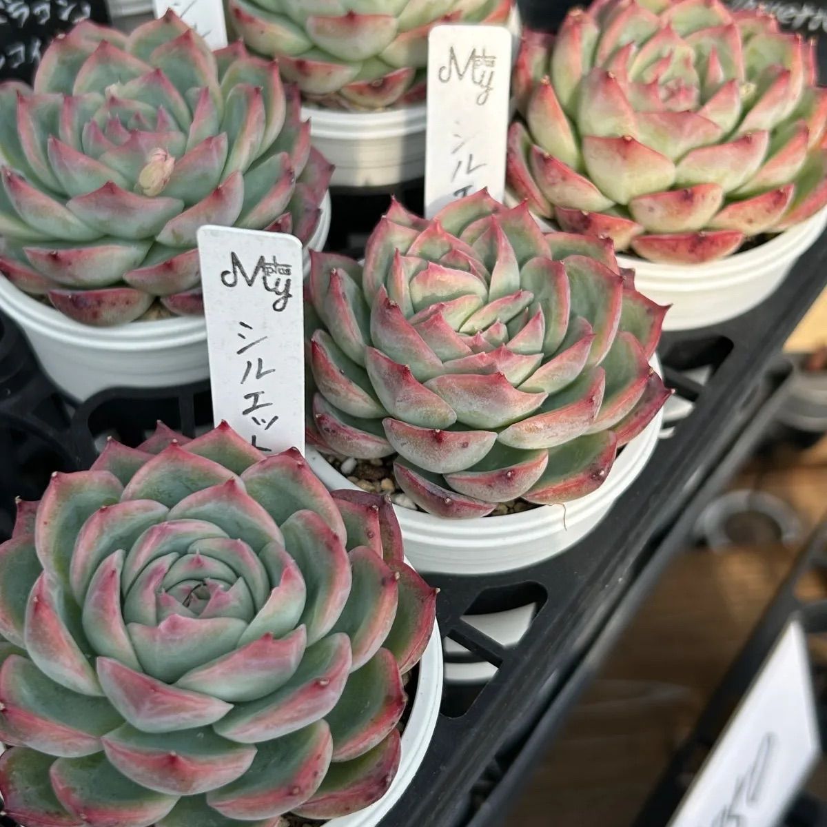 発根済み抜き苗】シルエット エケベリア｜多肉植物｜タグ付き - メルカリ