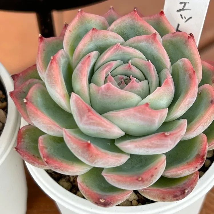 多肉植物　韓国苗　シルエット　発根済み 発根済み抜き苗】シルエット エケベリア｜多肉植物｜タグ付き - メルカリ